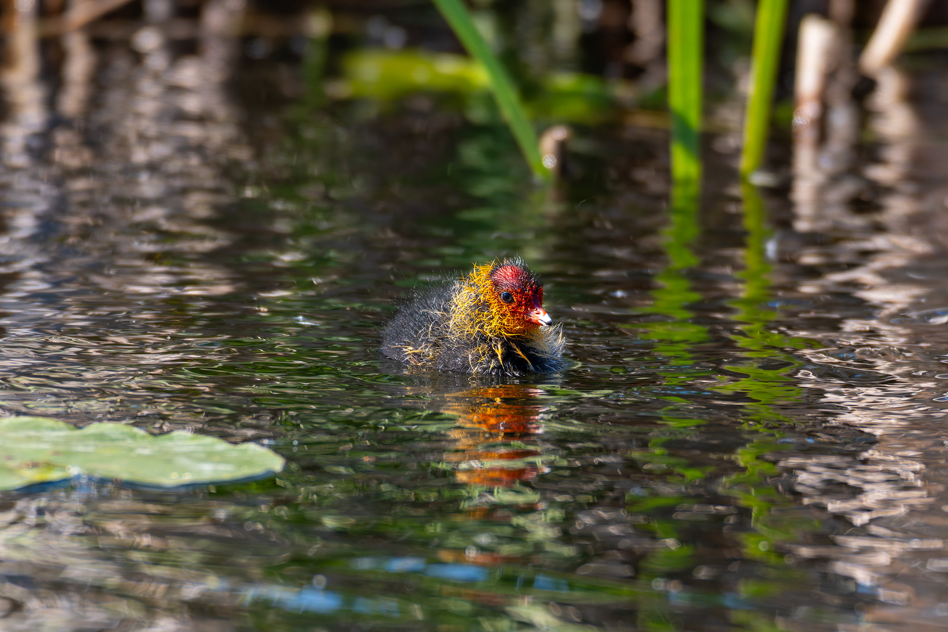 Coot (Chick)