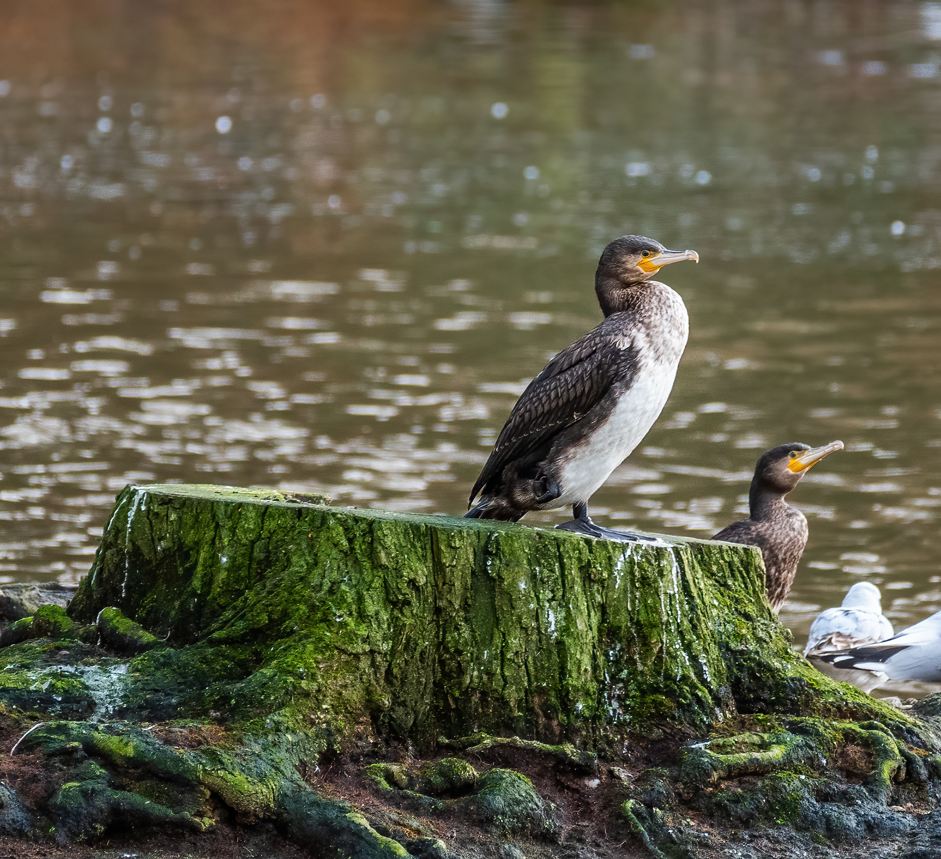 Great Cormorants