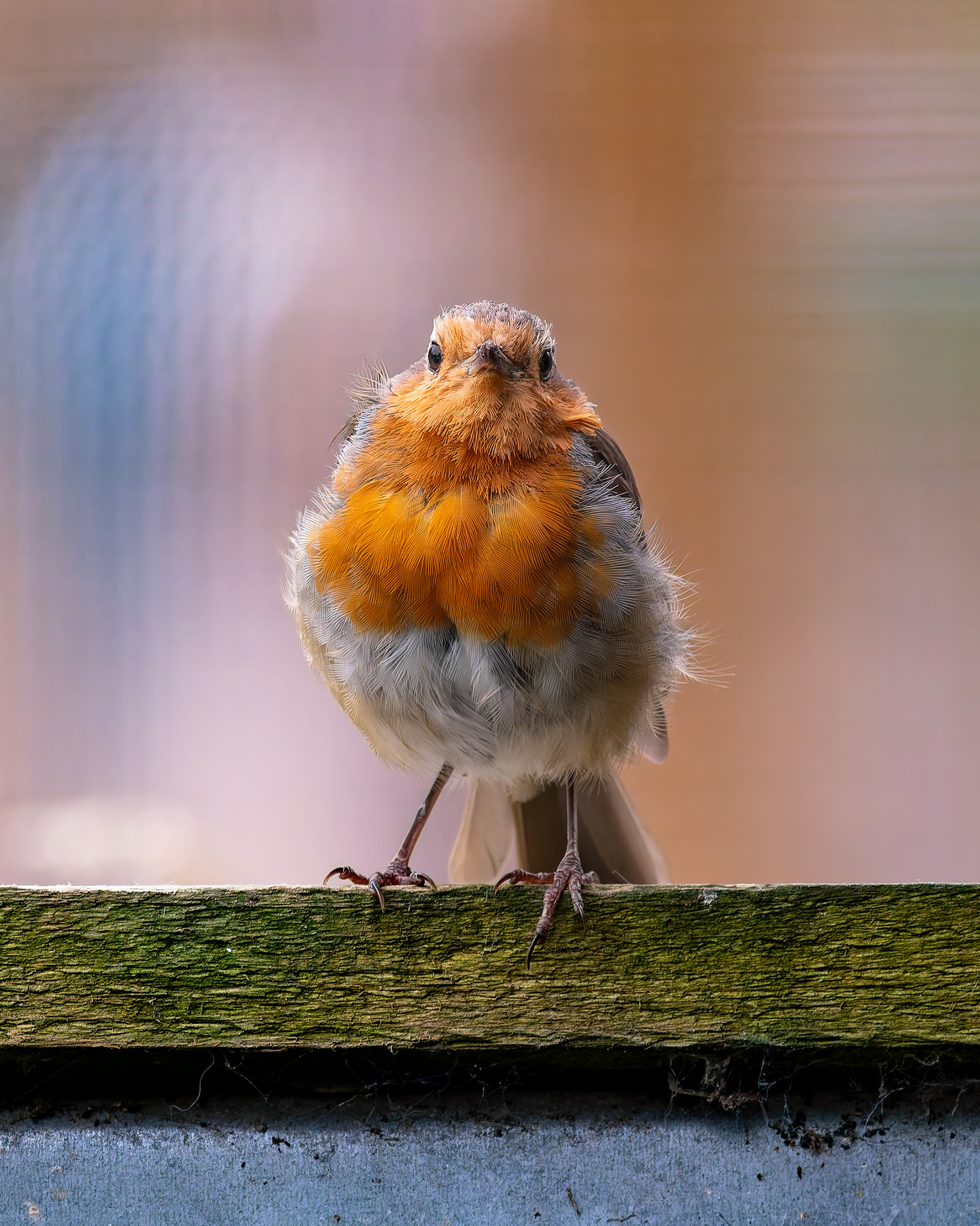 Robin
