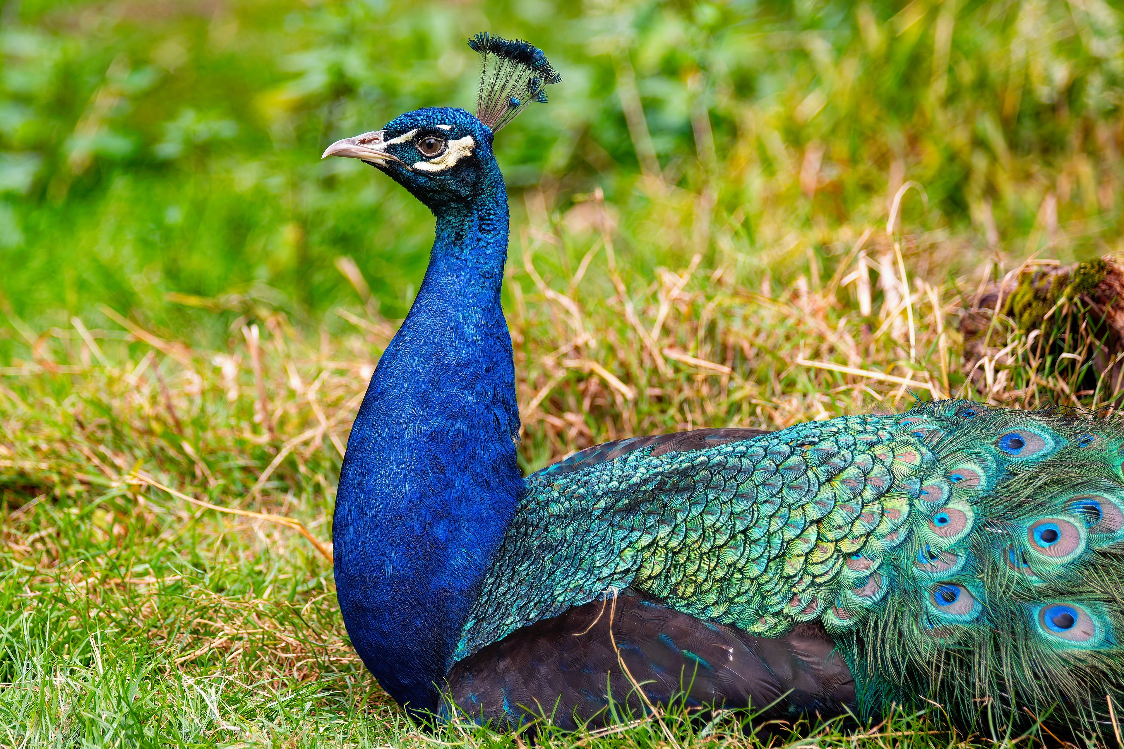 Peacock