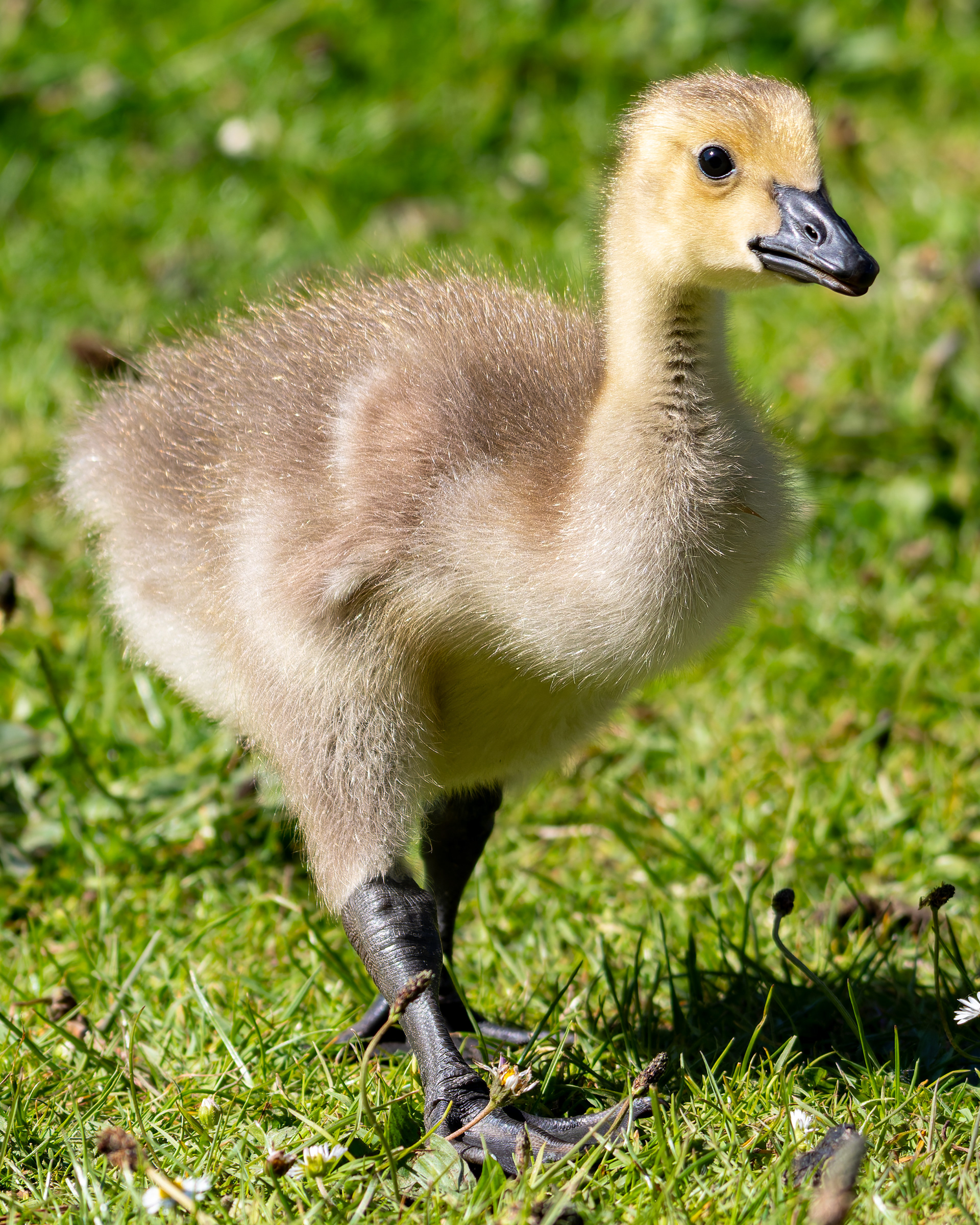 Canada Goose (Gosling)