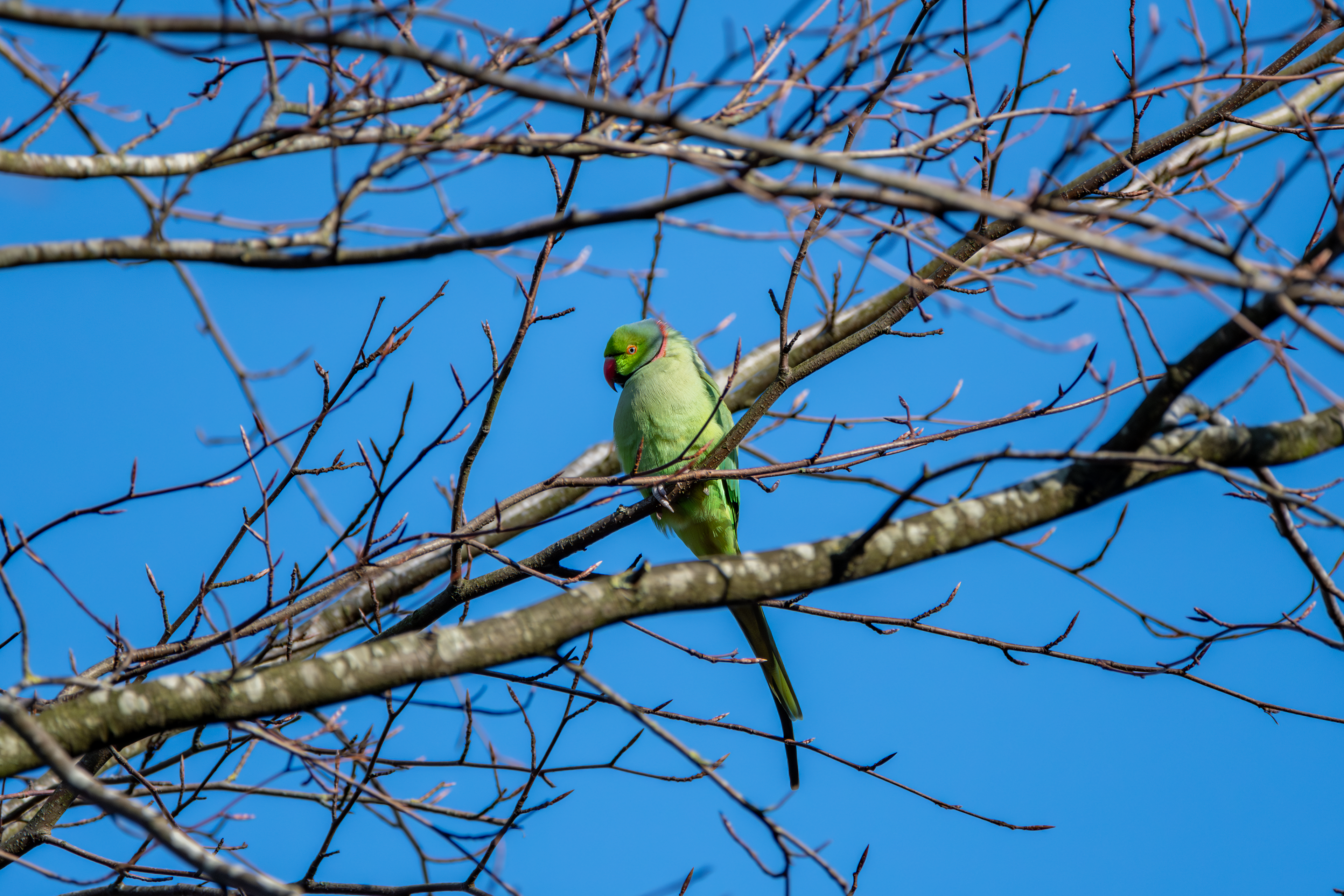 Ring-Necked Parakeet