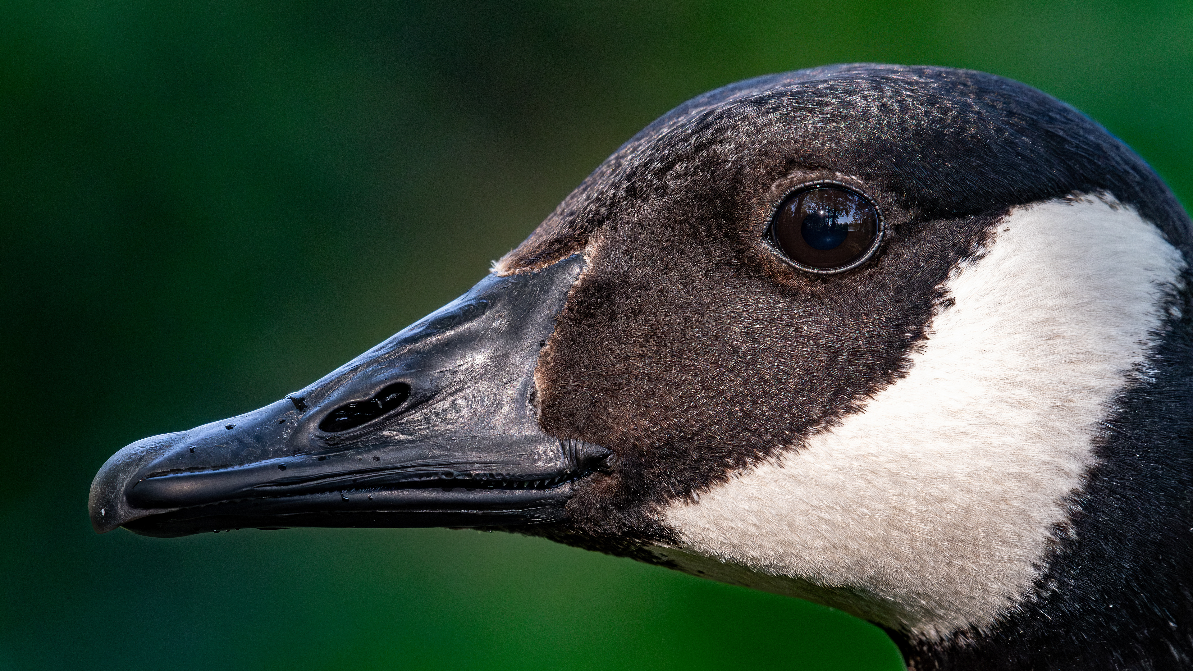 Canada Goose