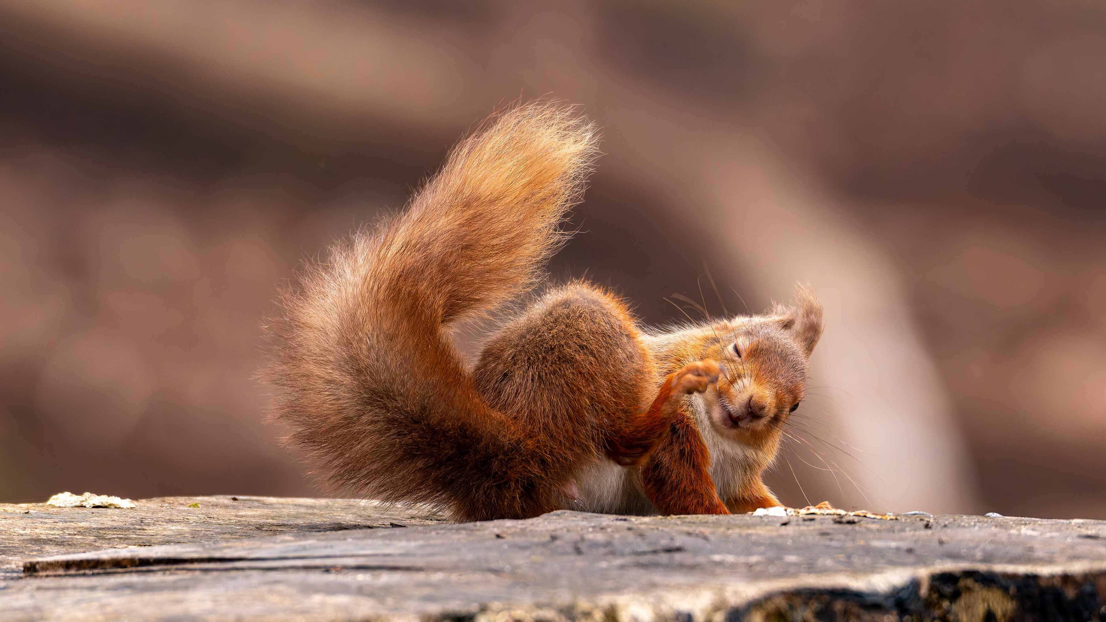 Red Squirrel