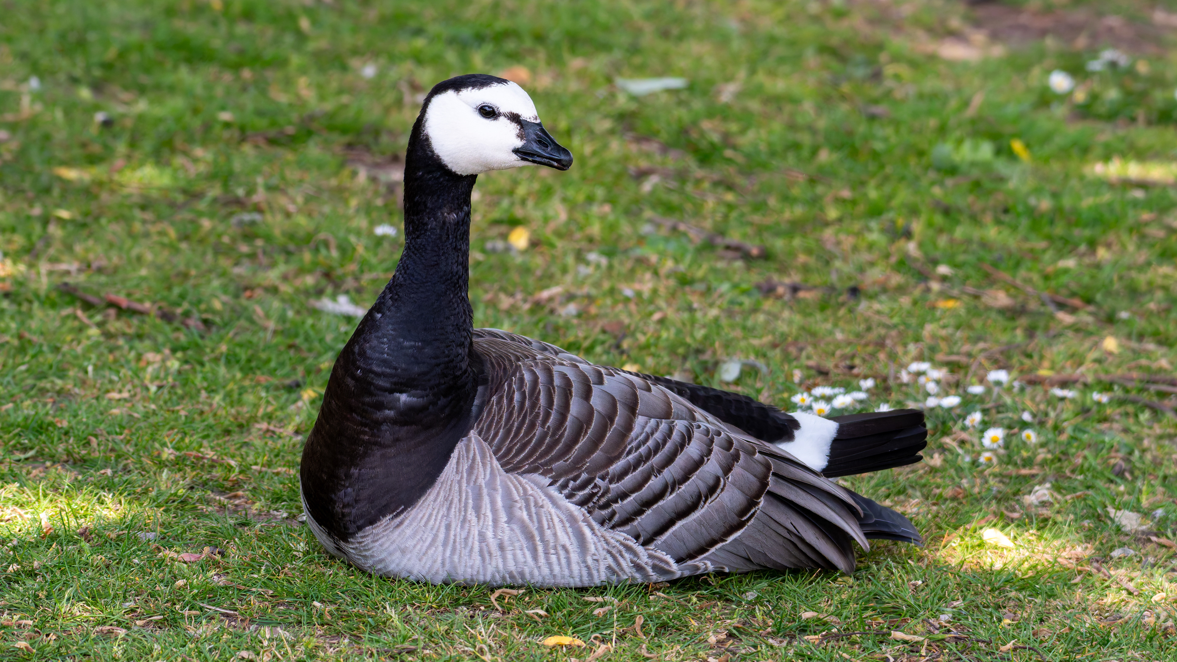 Barnacle Goose