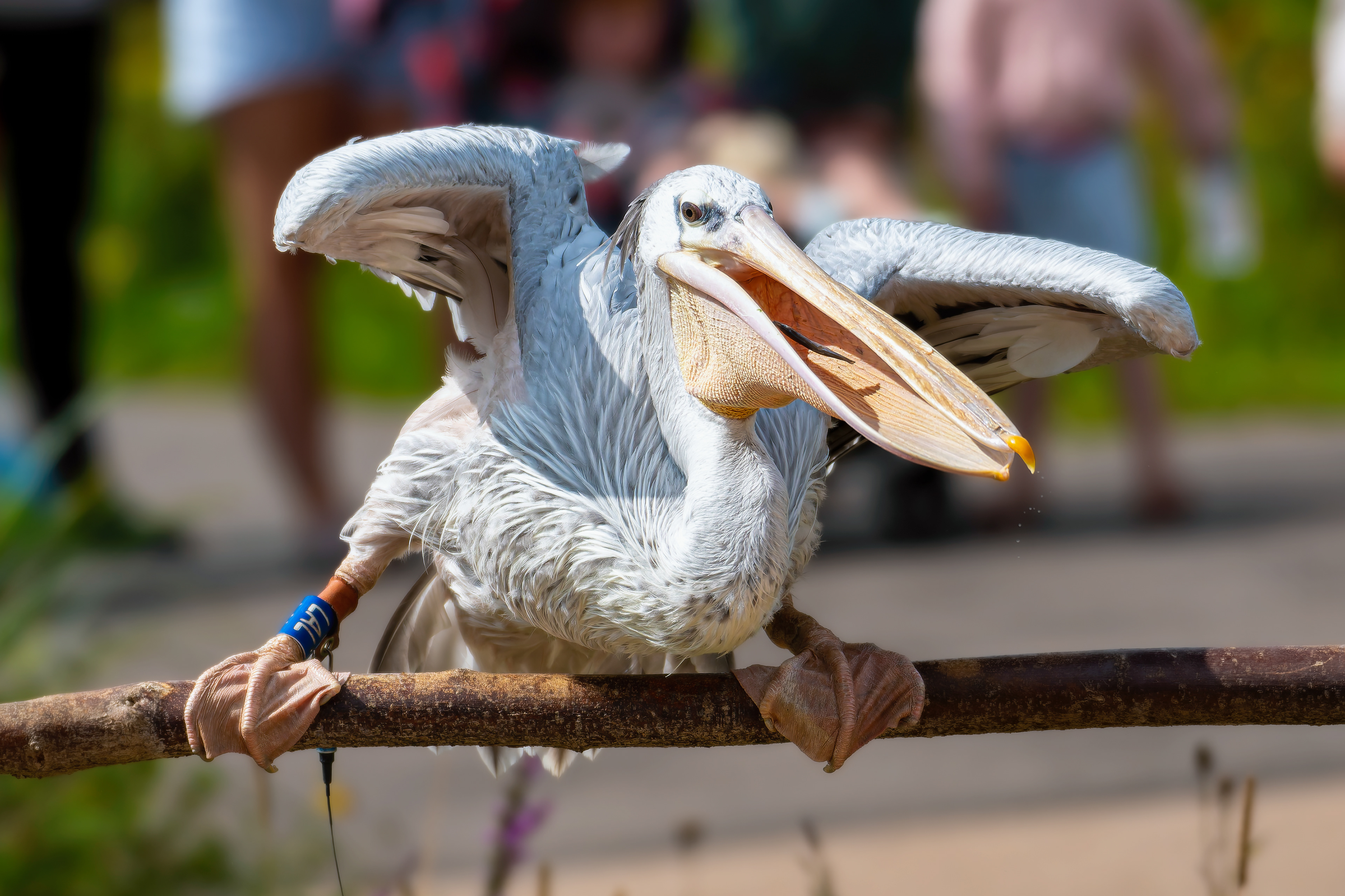 Pelican 'Sprout'