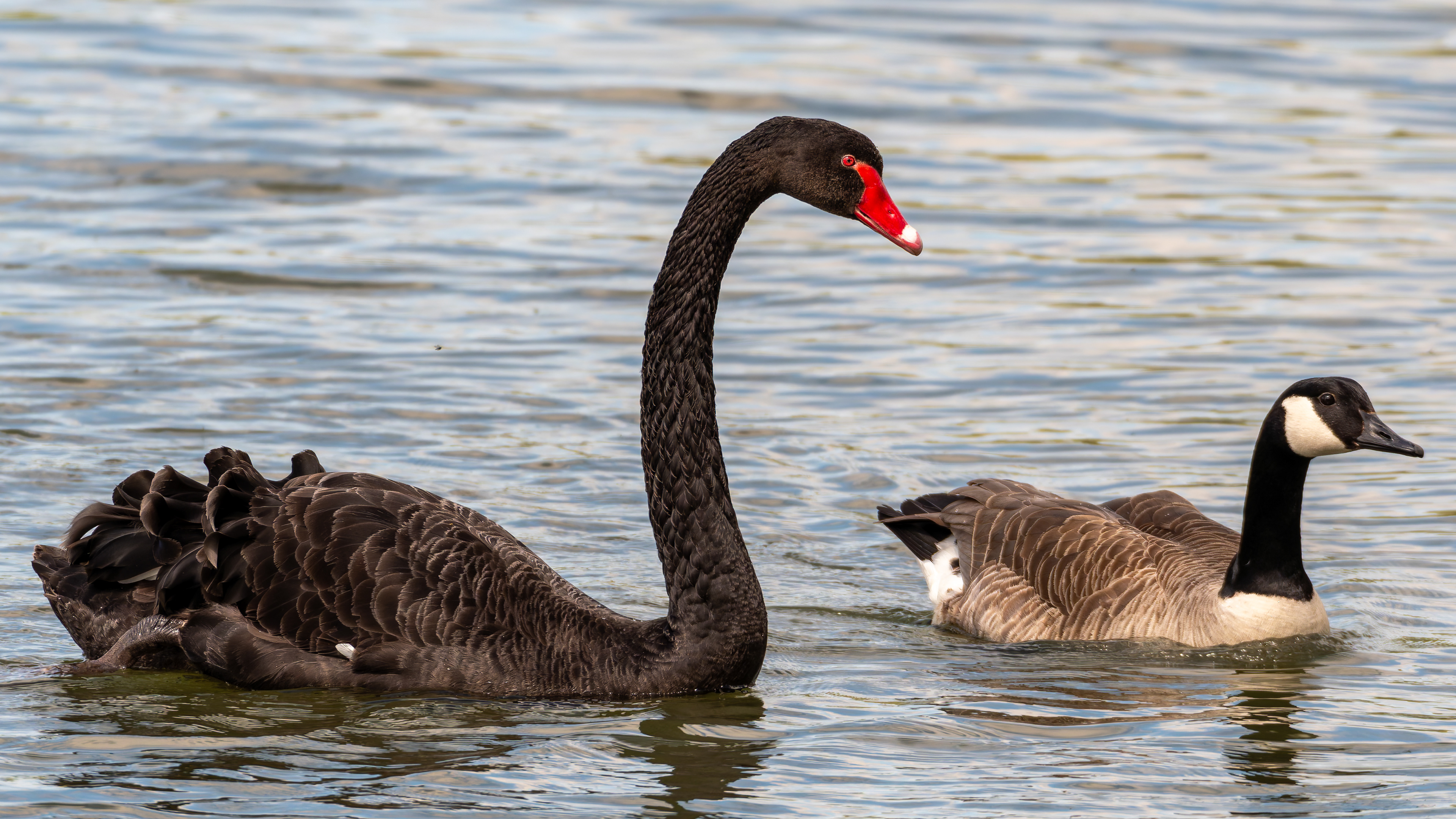 Black Swan & Canada Goose