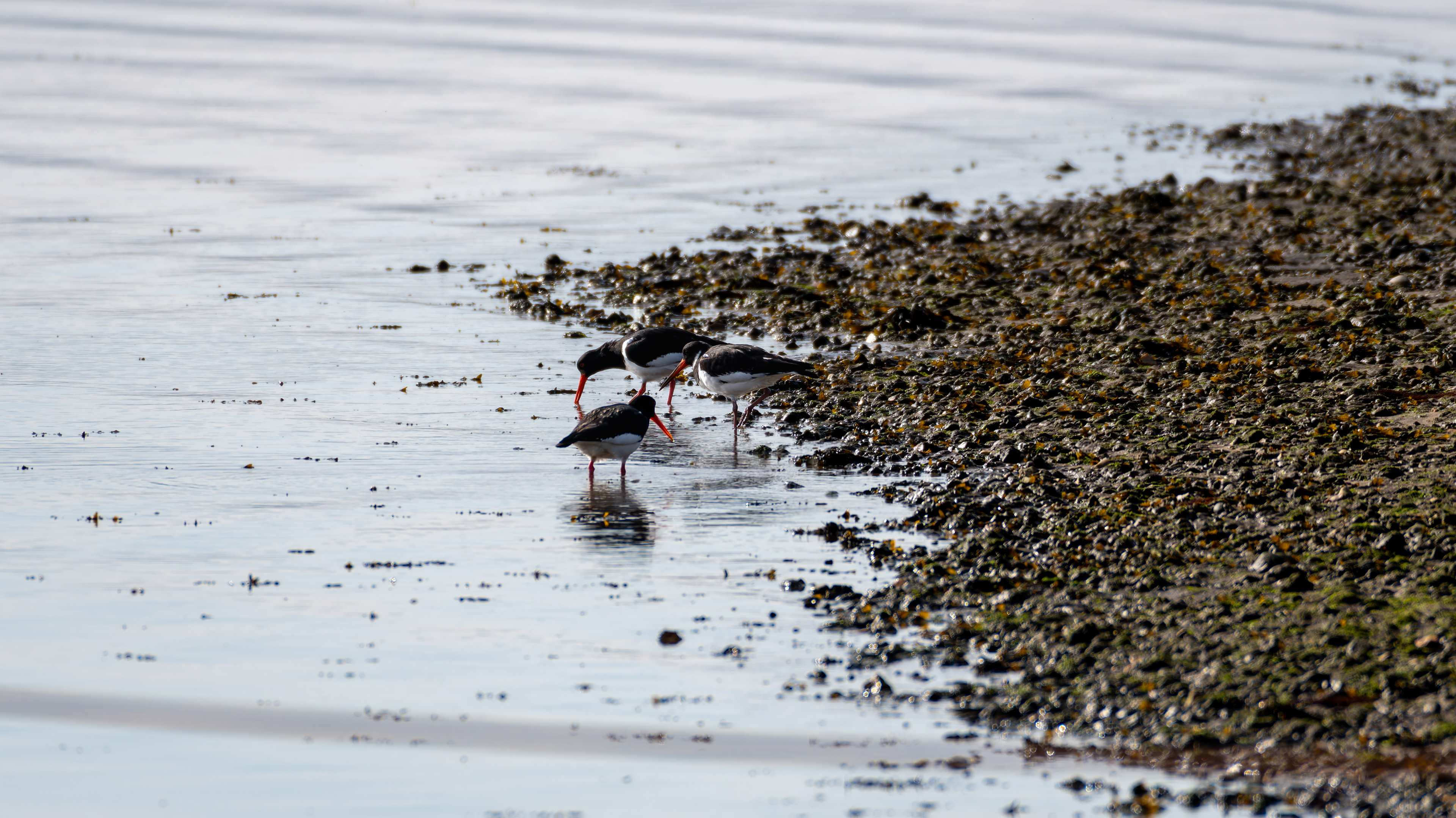 Oystercatchers