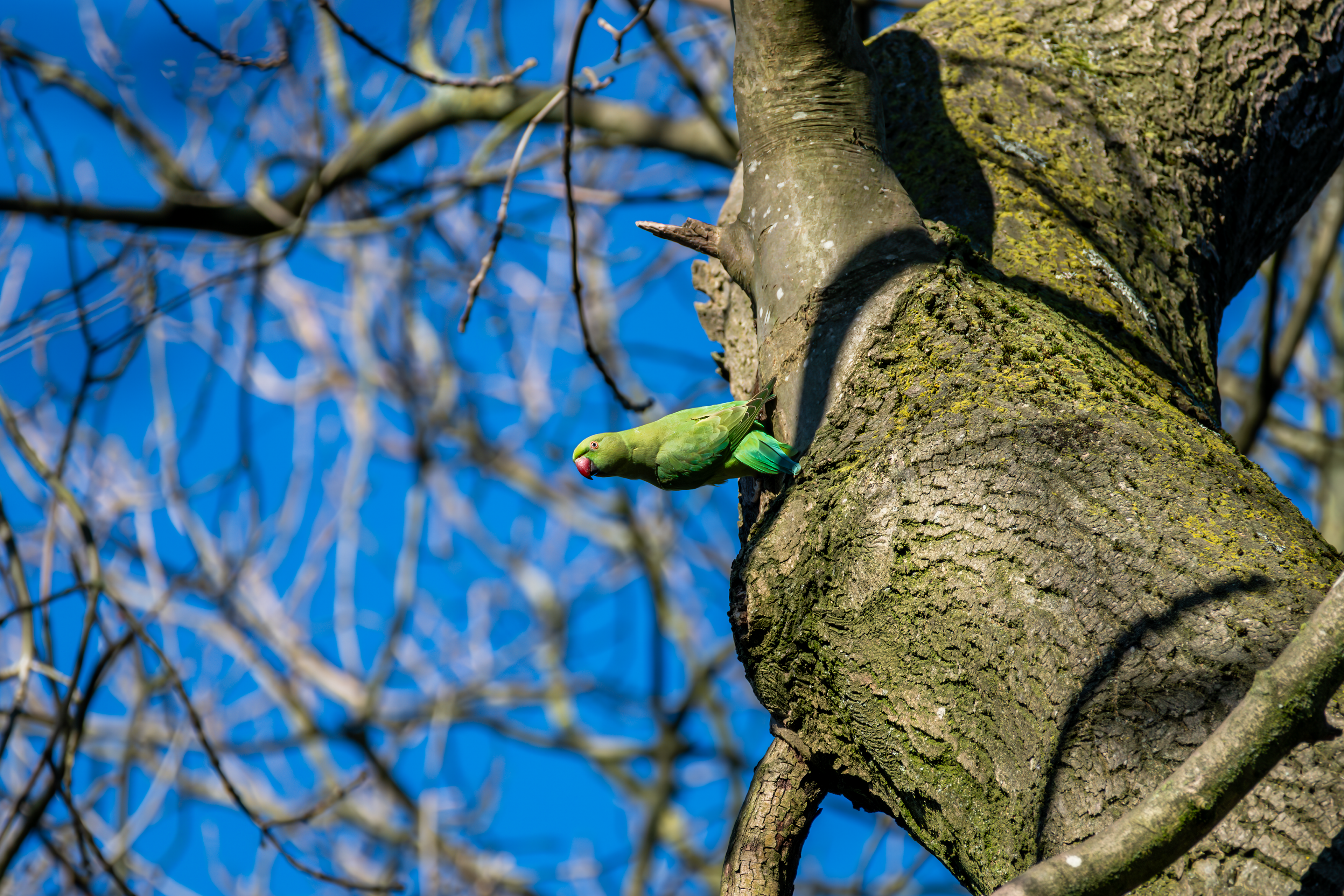 Ring-Necked Parakeet