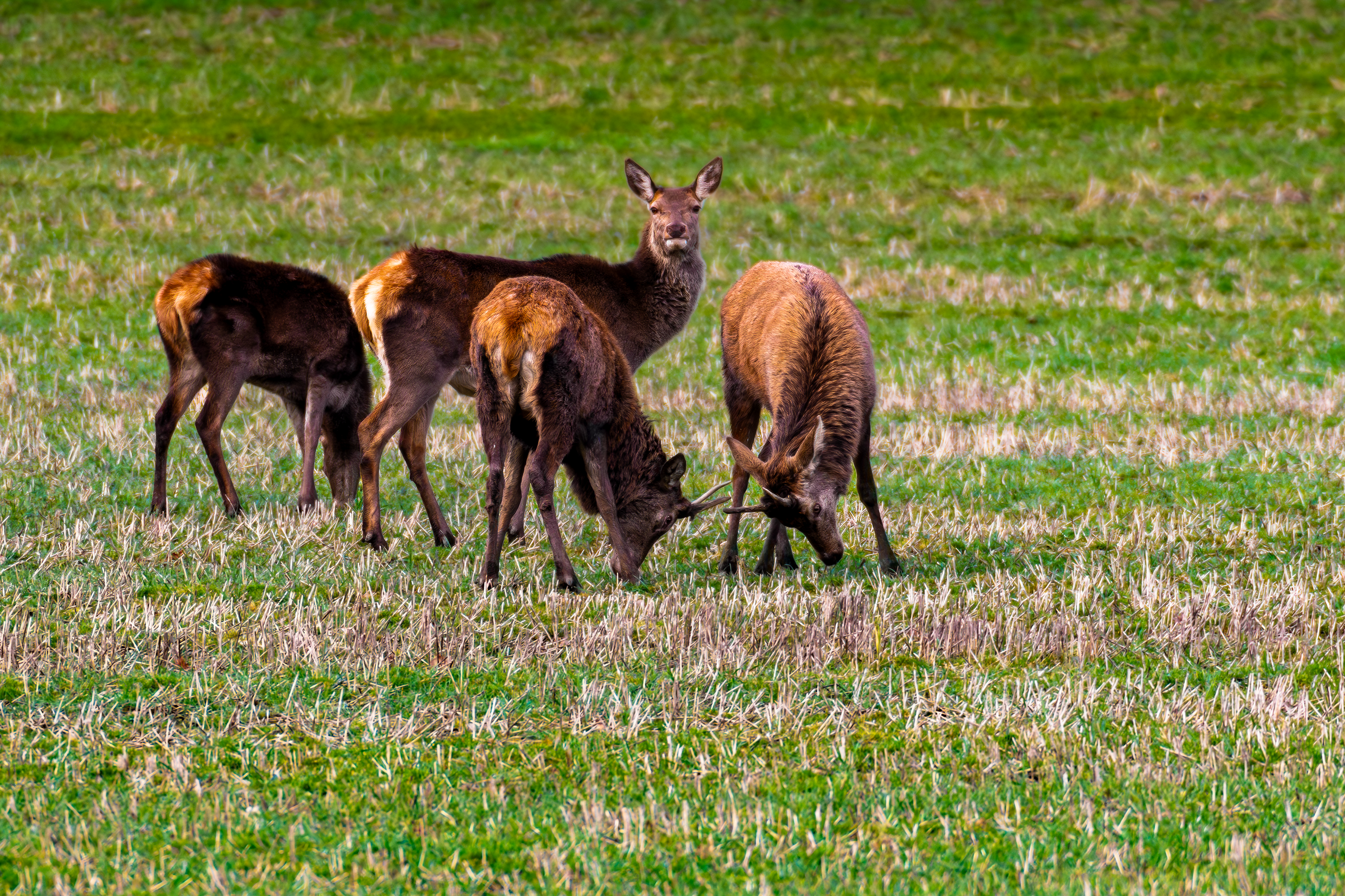 Roe Deer