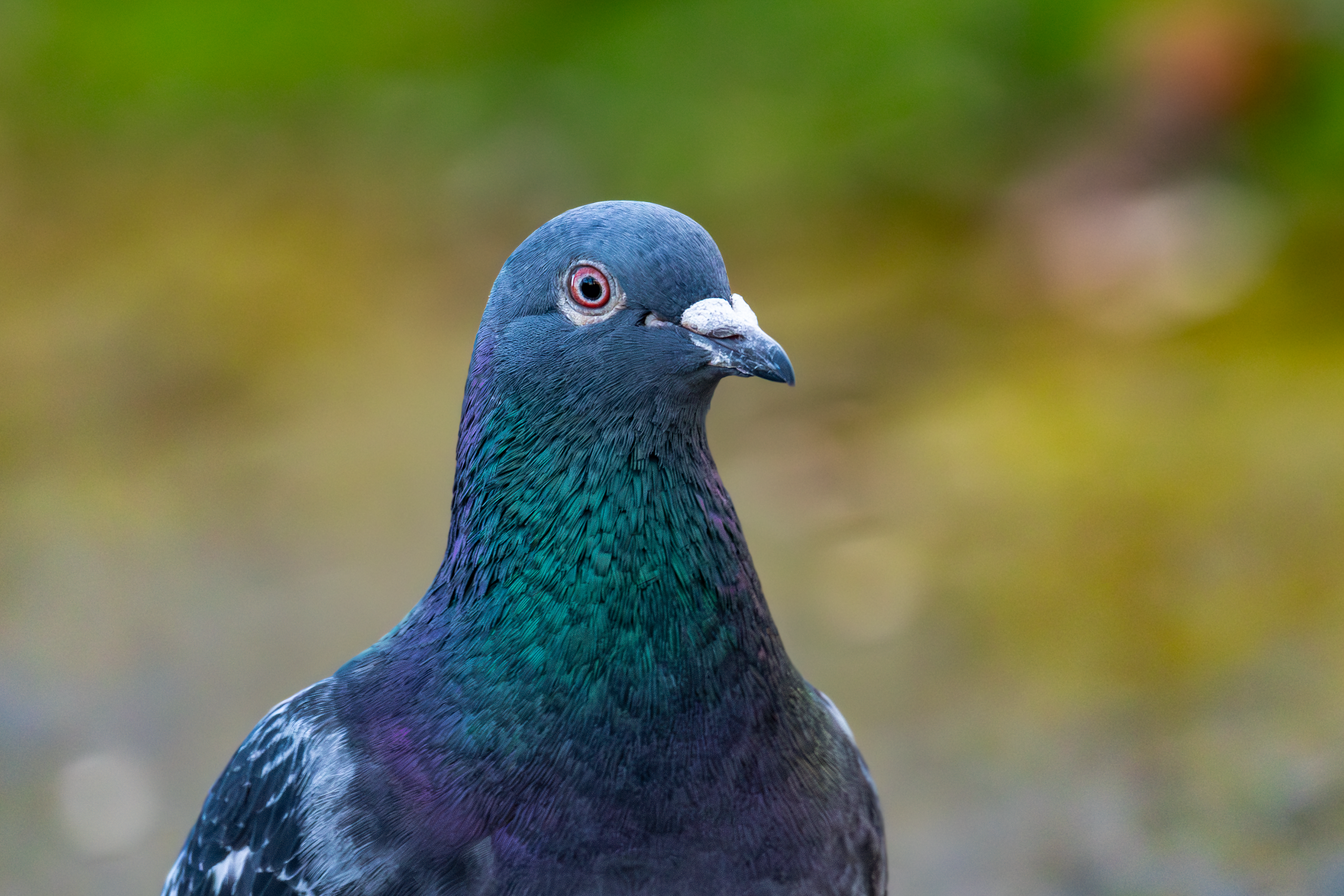 Rock Pigeon