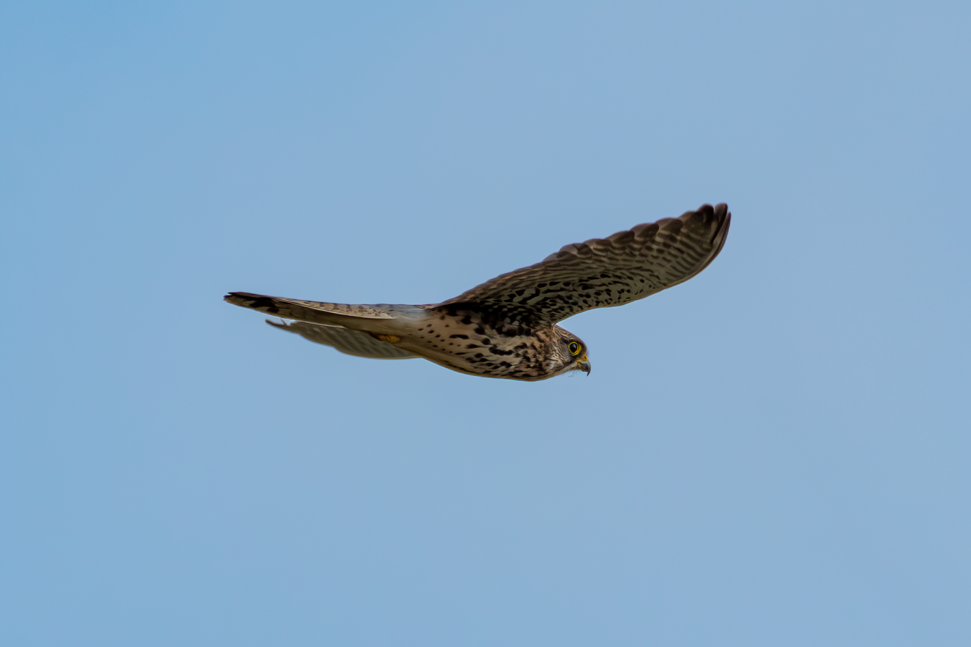 Kestrel