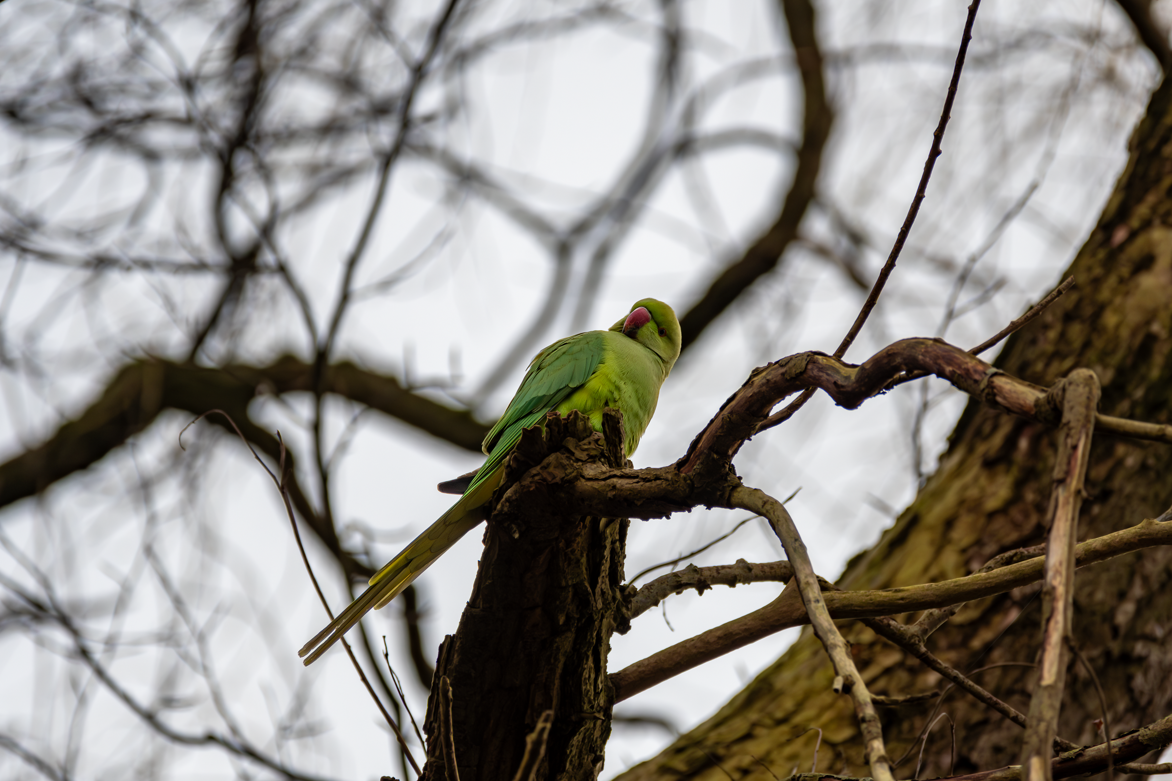 Ring-Necked Parakeet