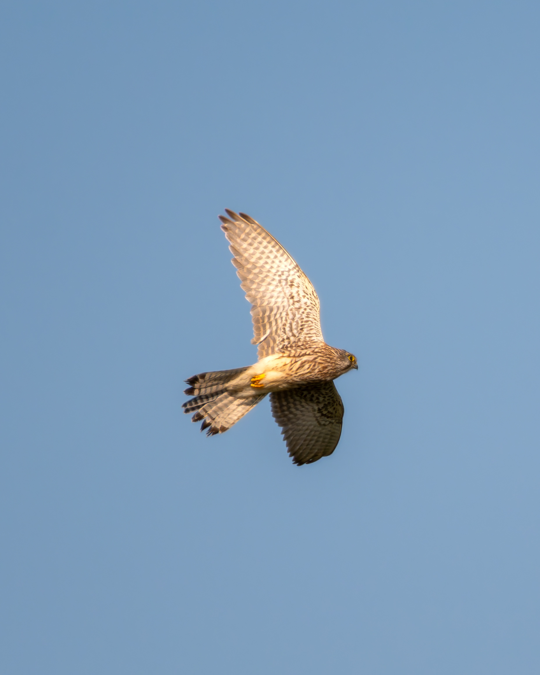 Kestrel