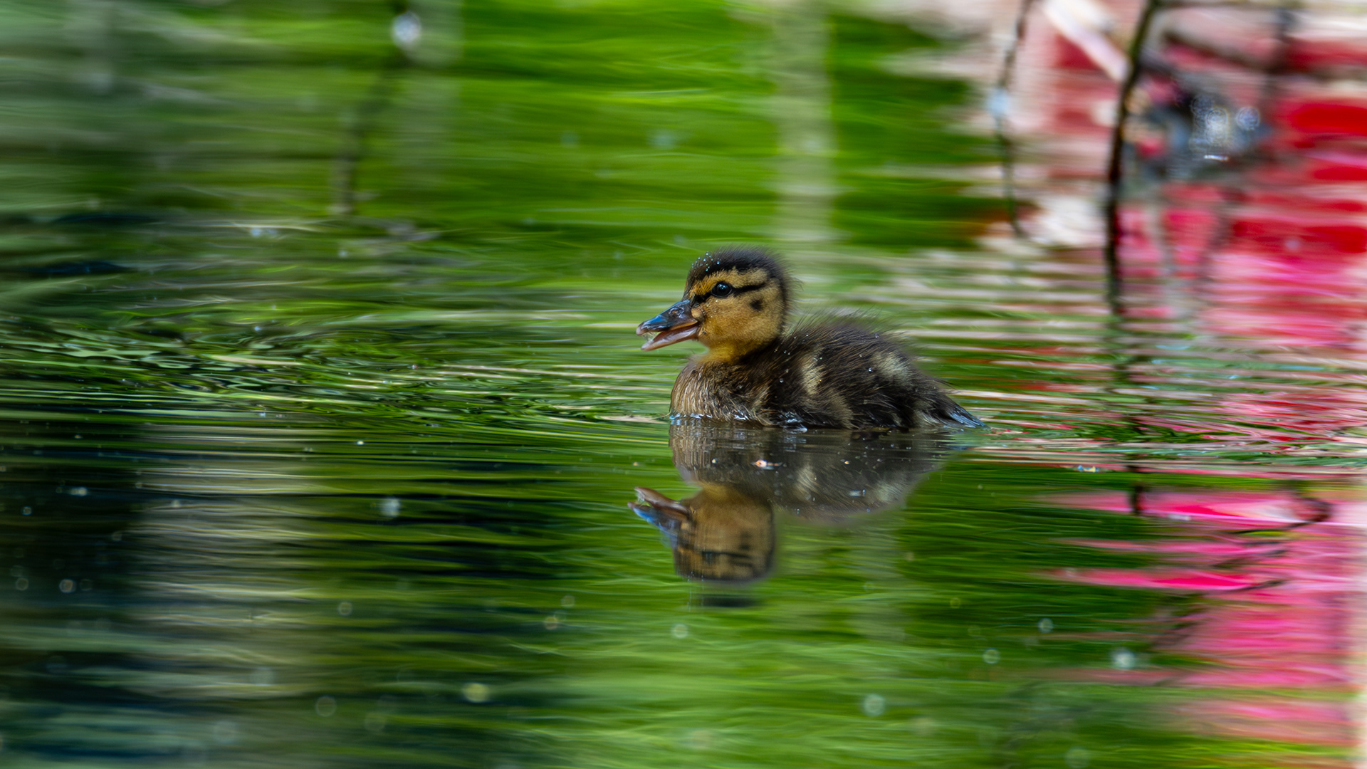 Mallard Duckling