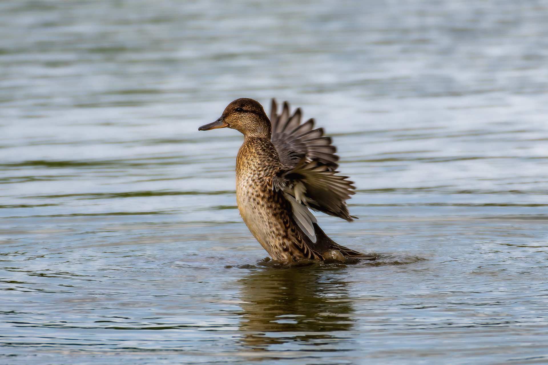 Mallard