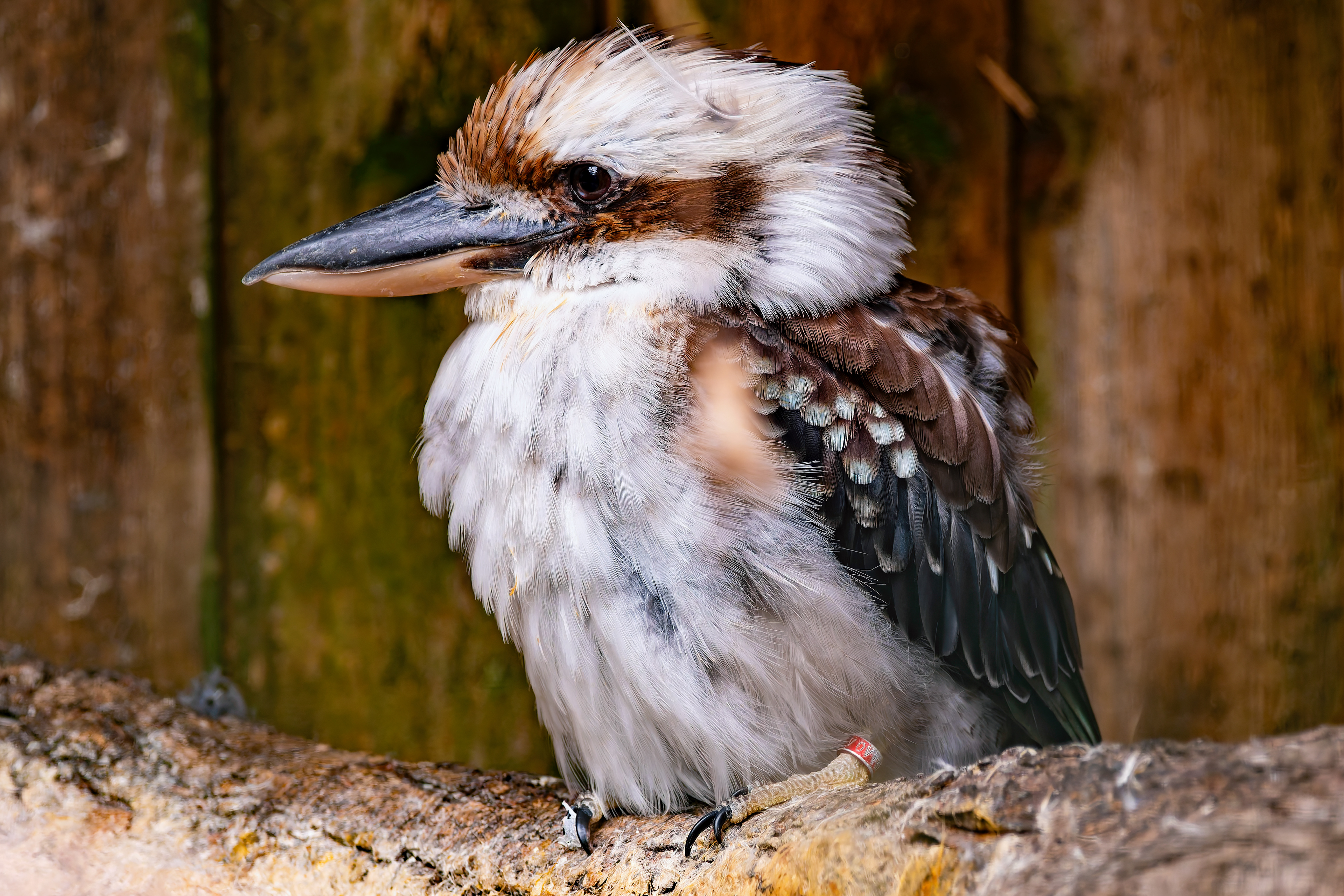 Kookaburra