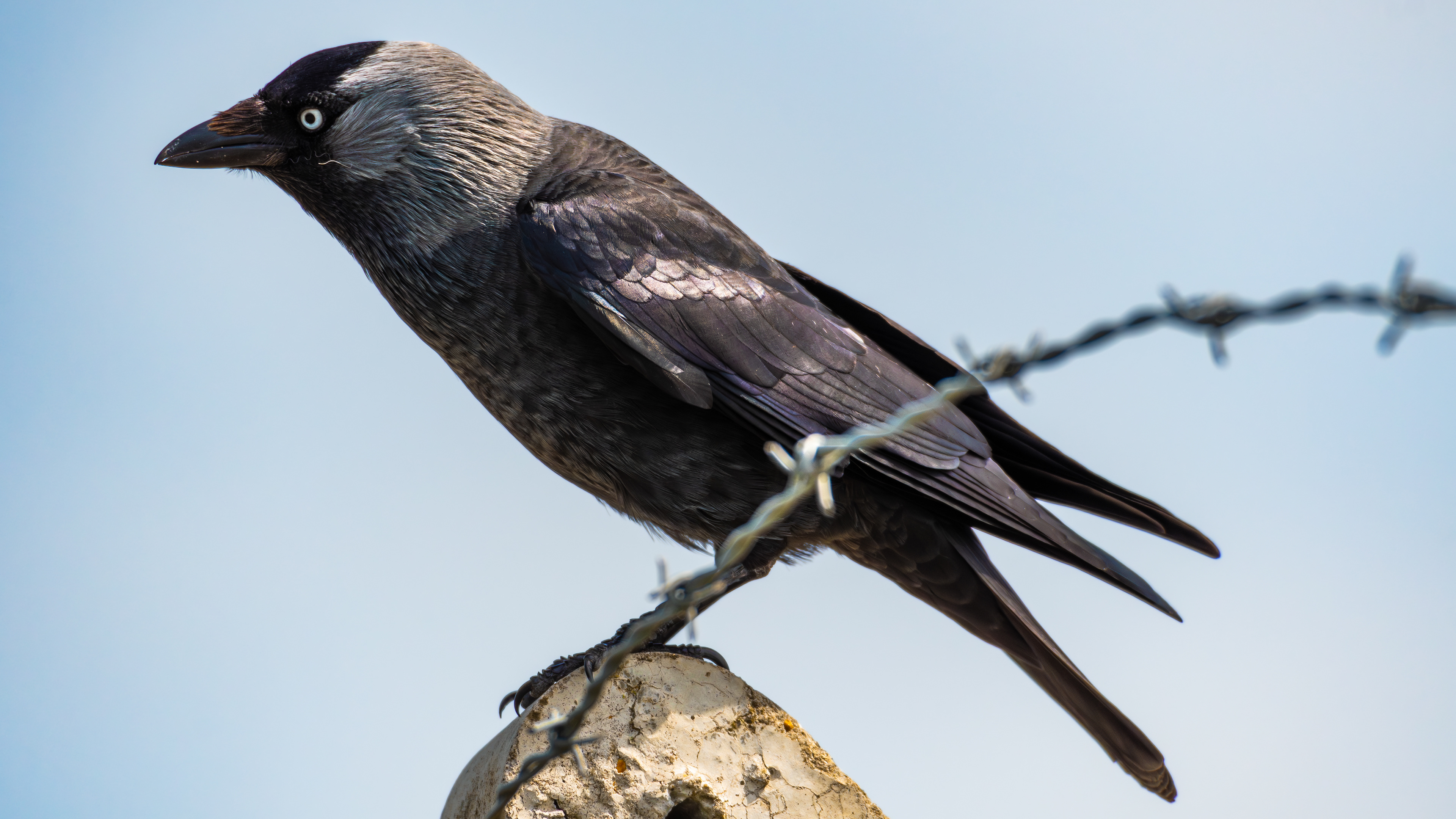 Jackdaw