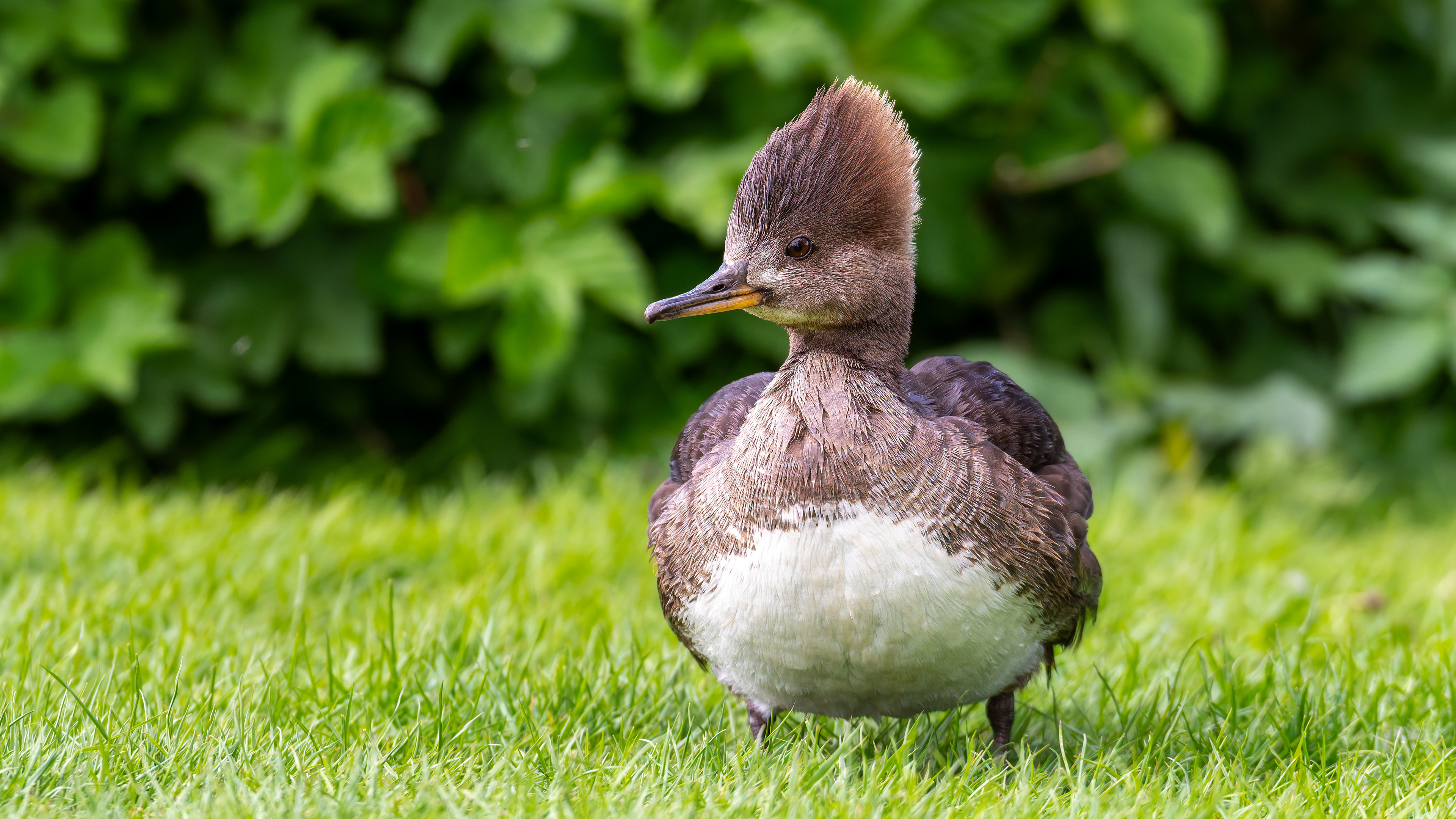 Hooded Merganser (Female)
