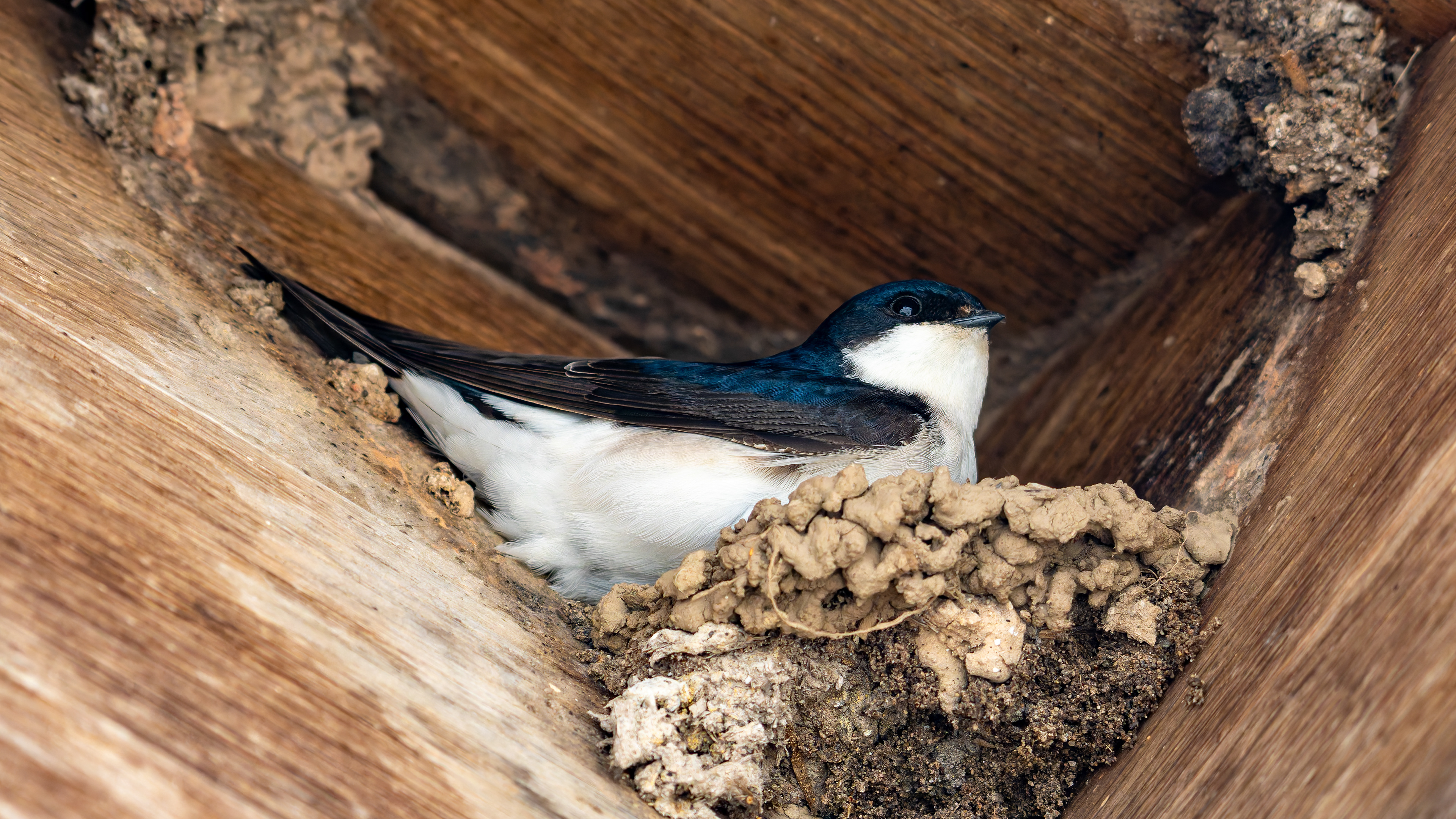 Western House Martin