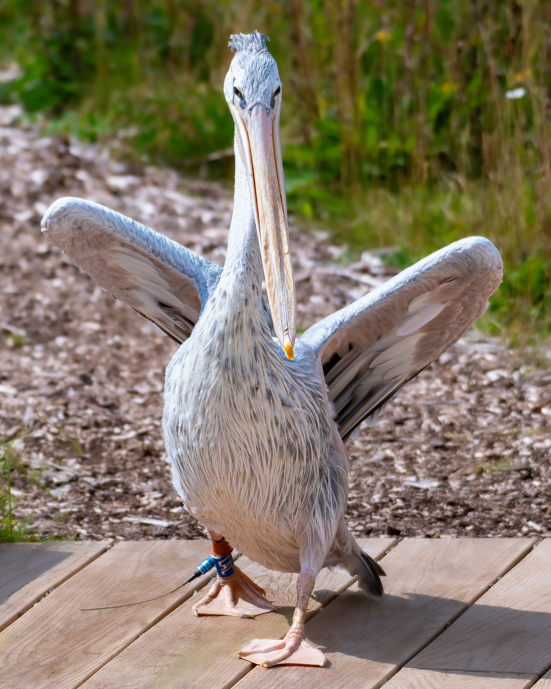 Pelican 'Sprout'