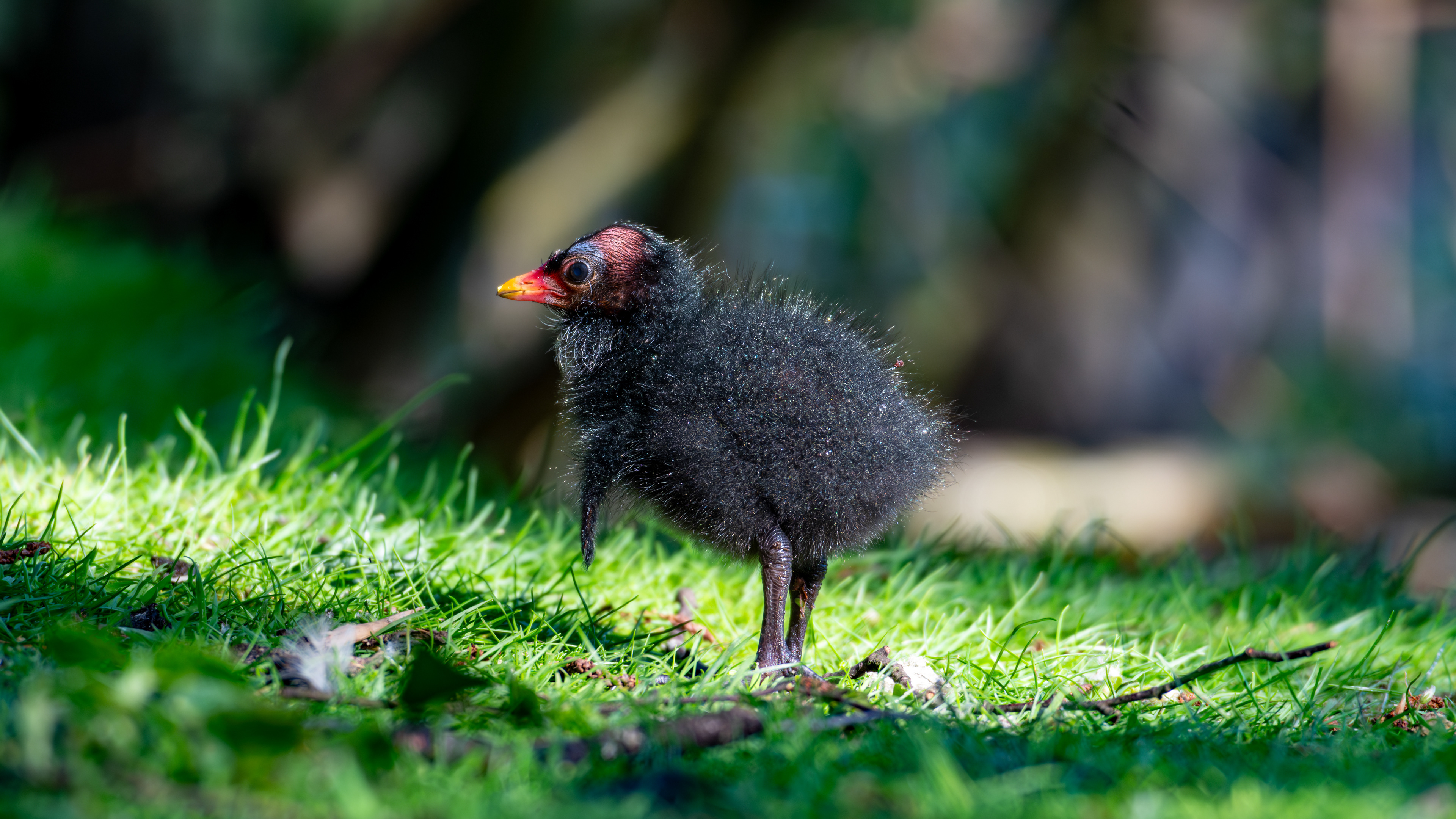 Moorhen Chick