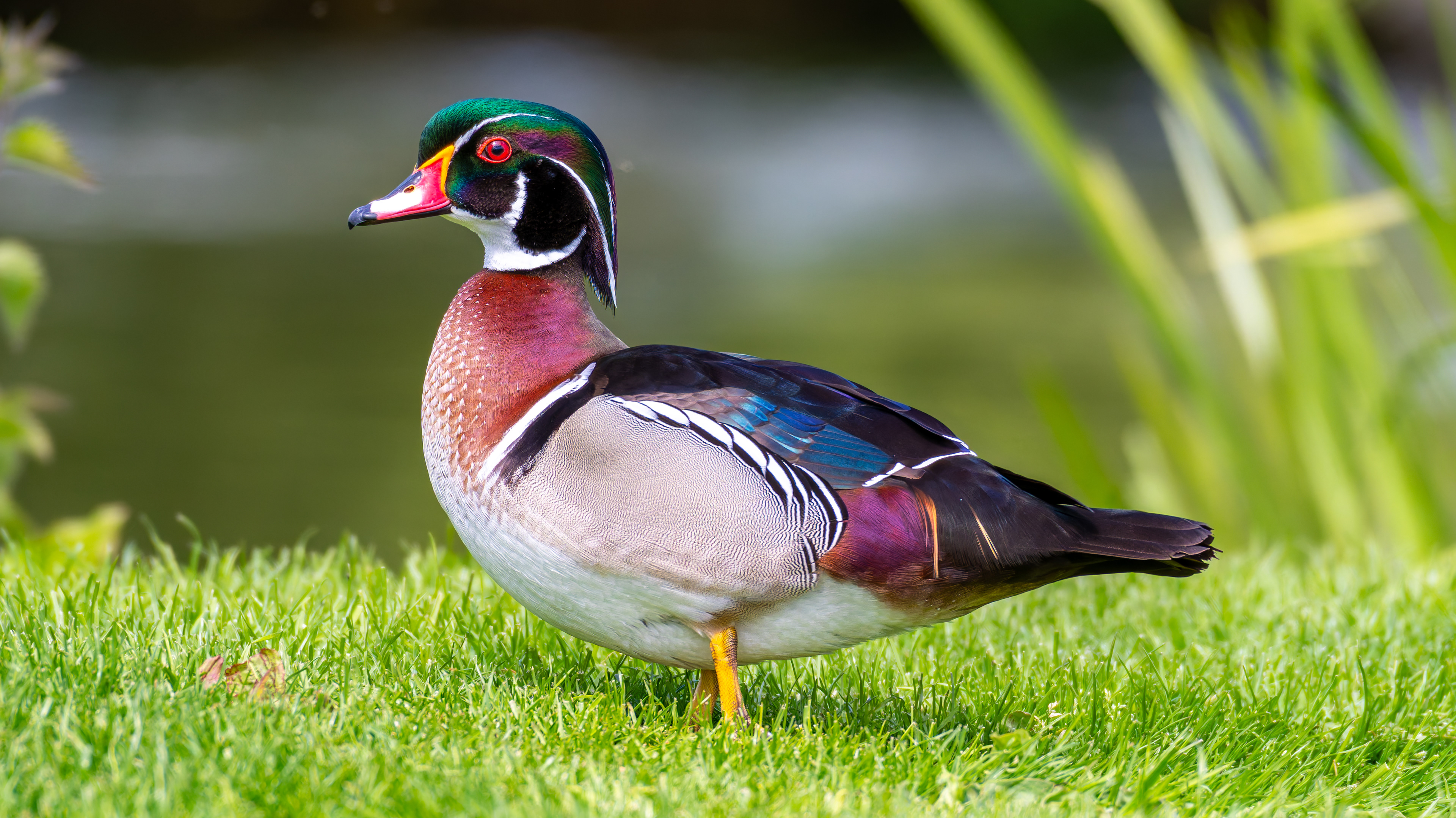 Wood Duck (Male)