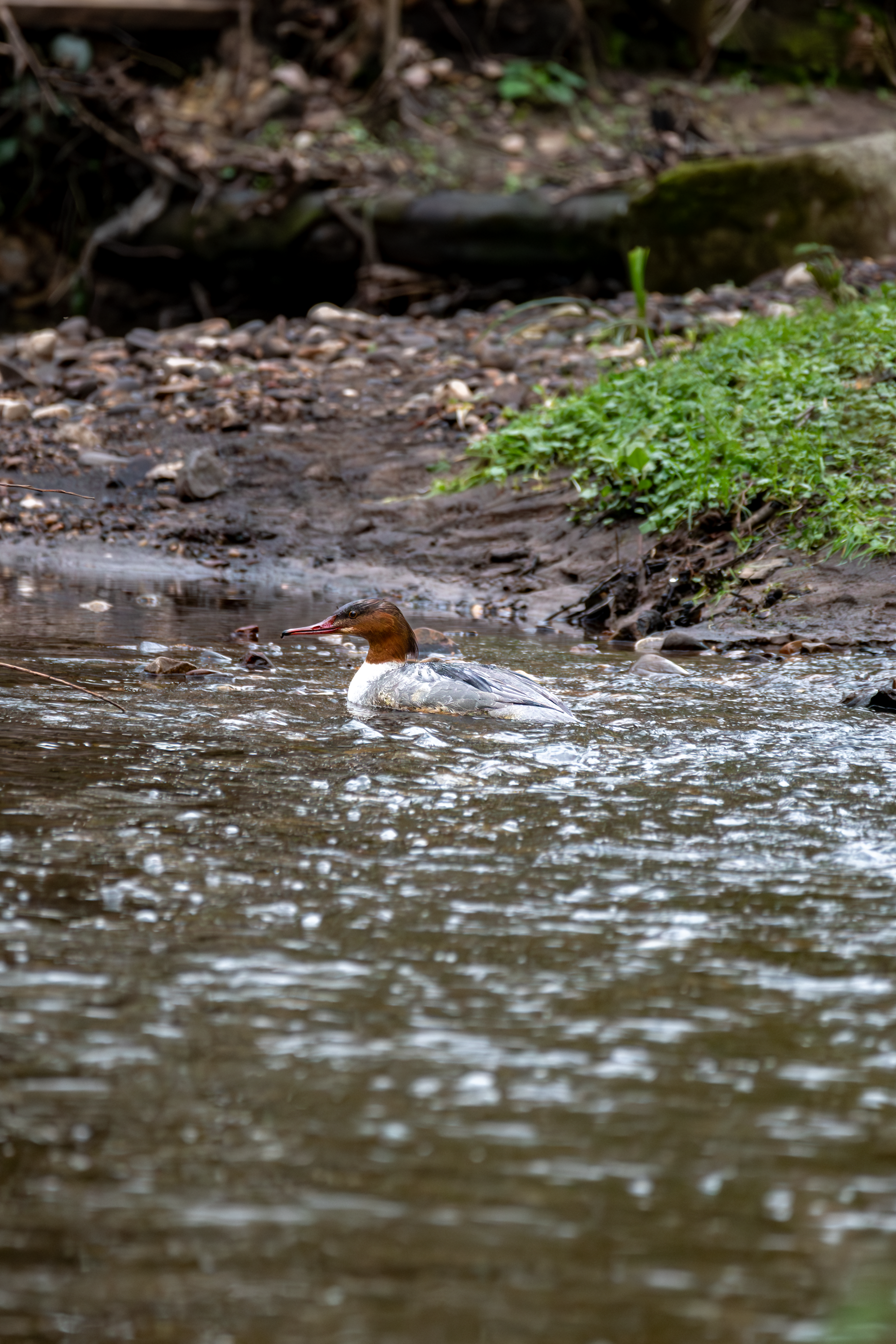 Common Merganser