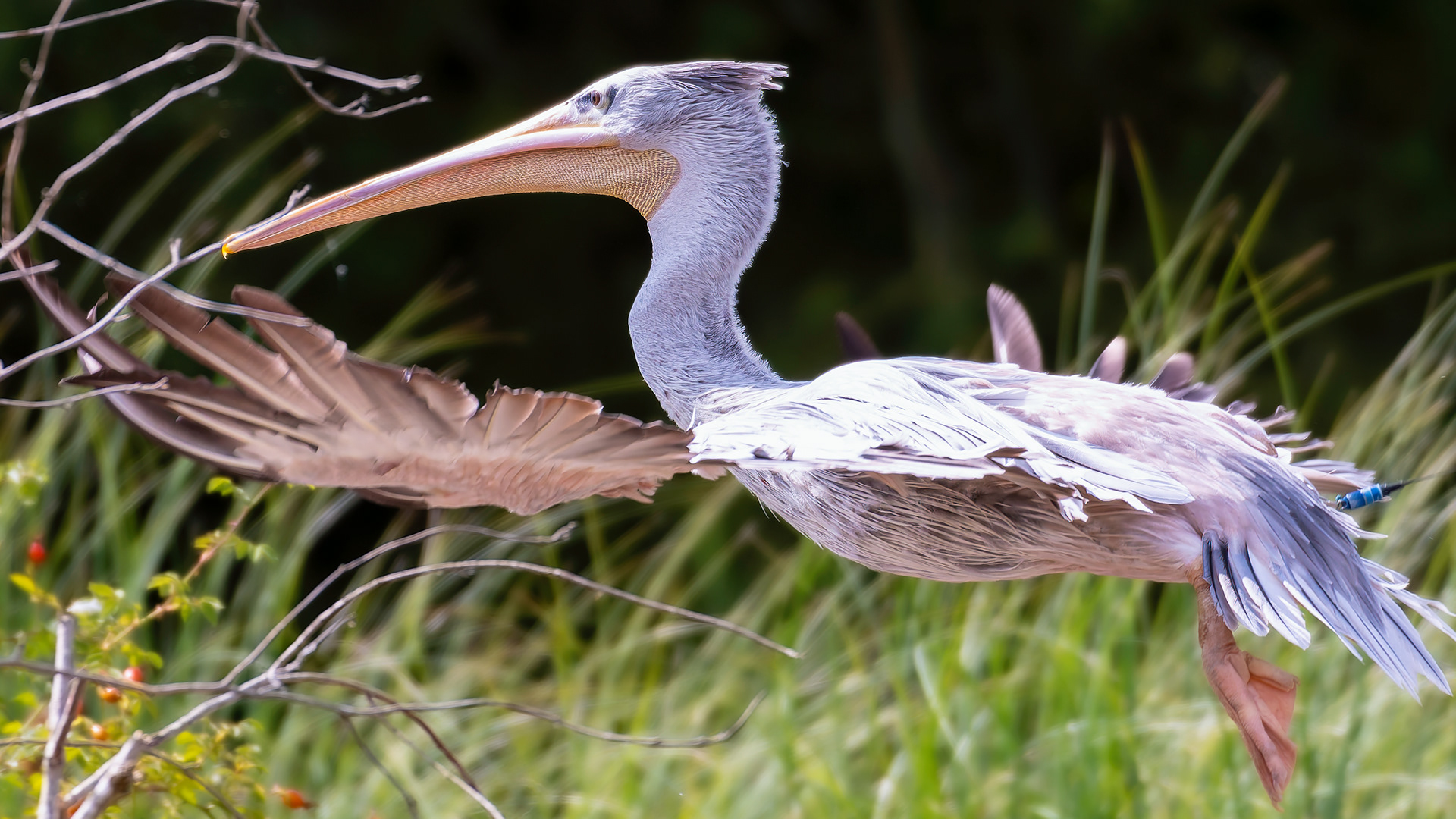 Pelican 'Sprout'