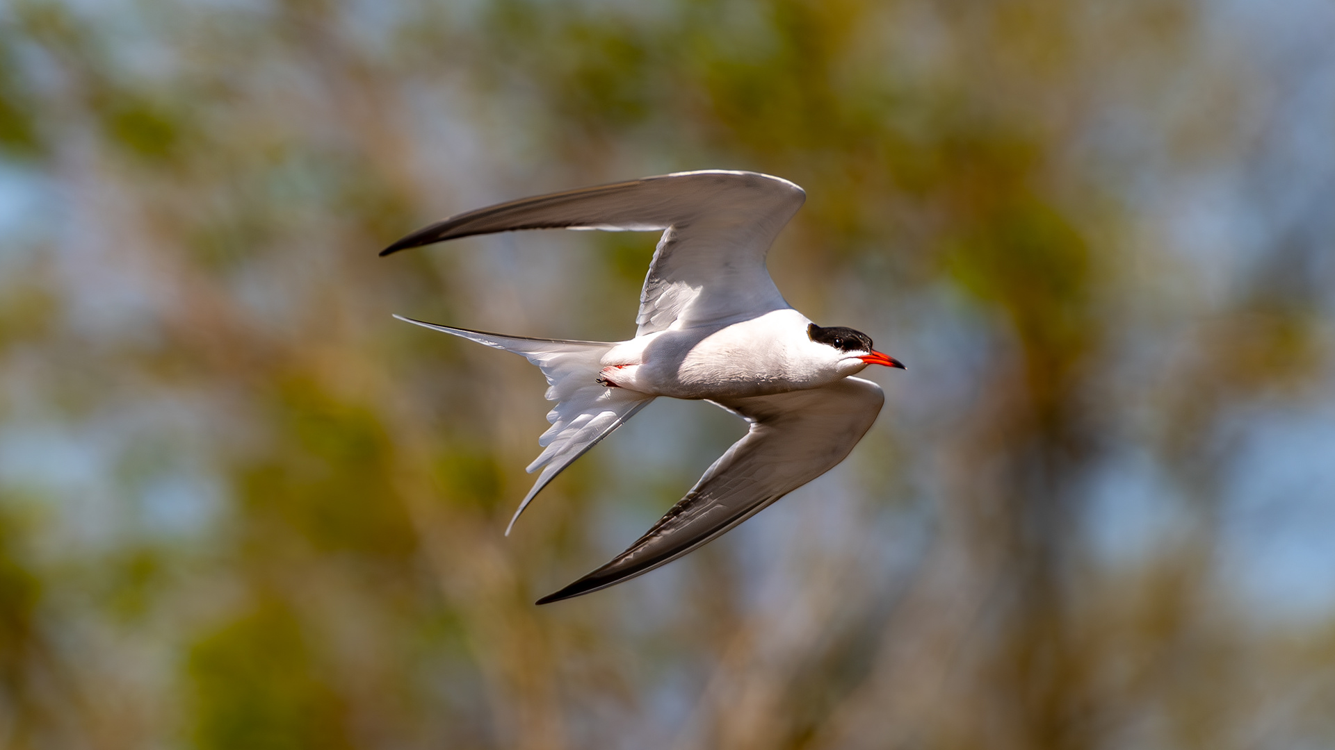 Tern