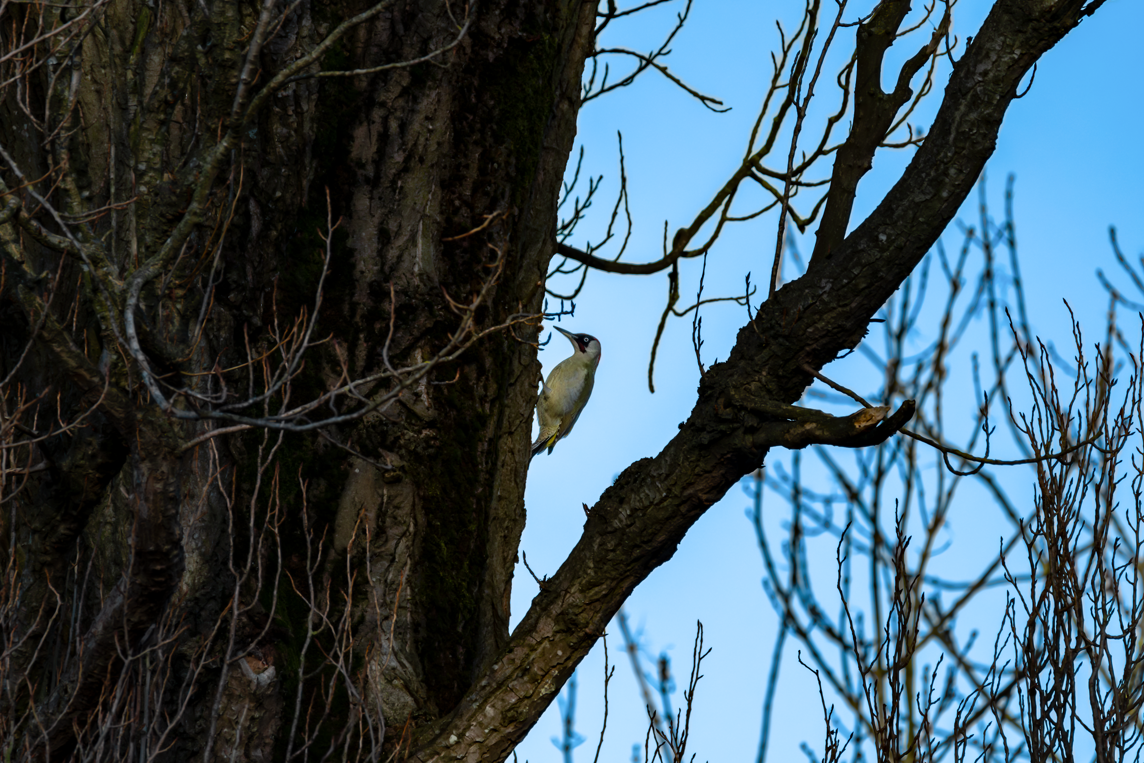 Green Woodpecker