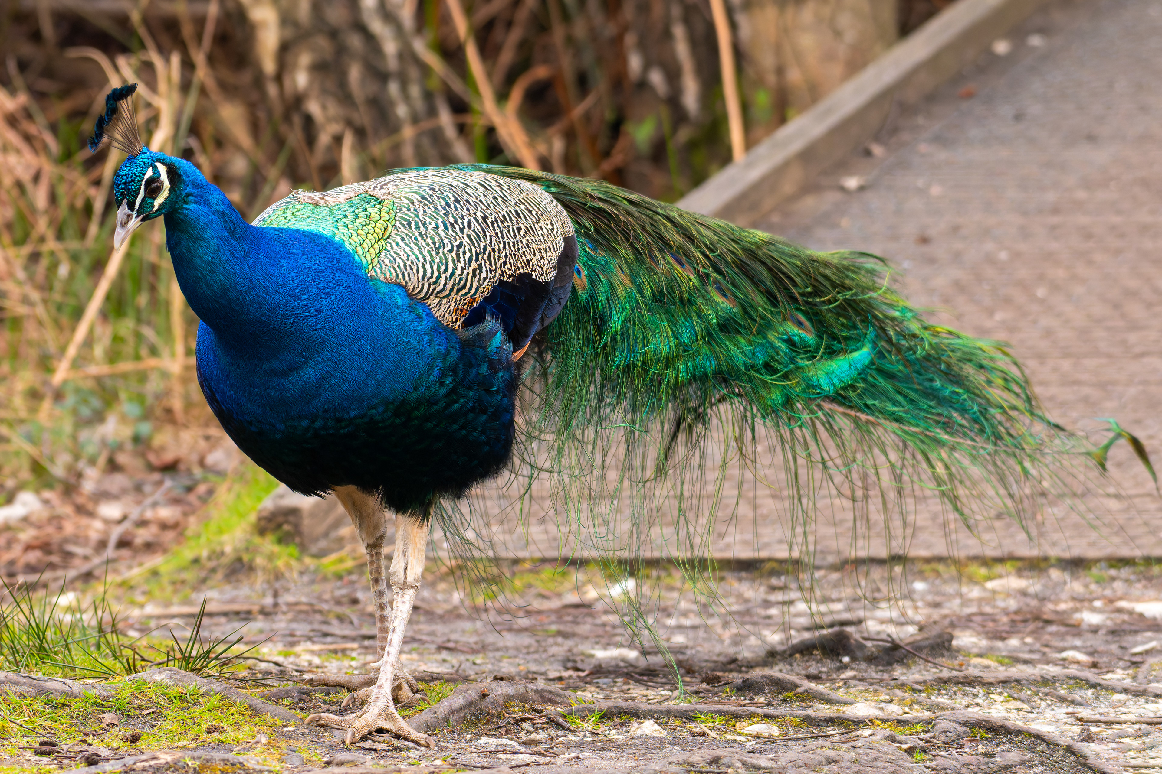 Peacock