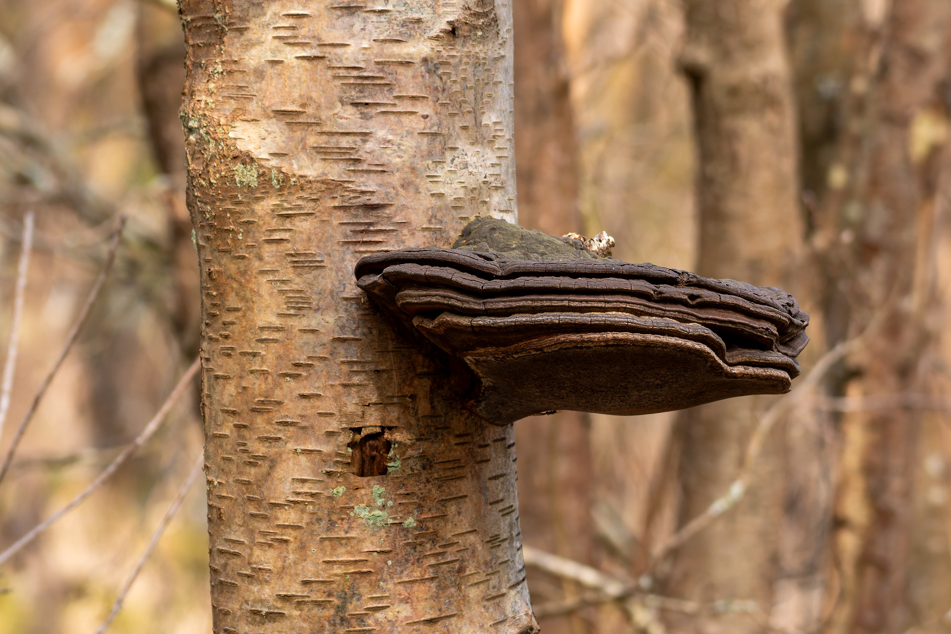 Hoof Fungus