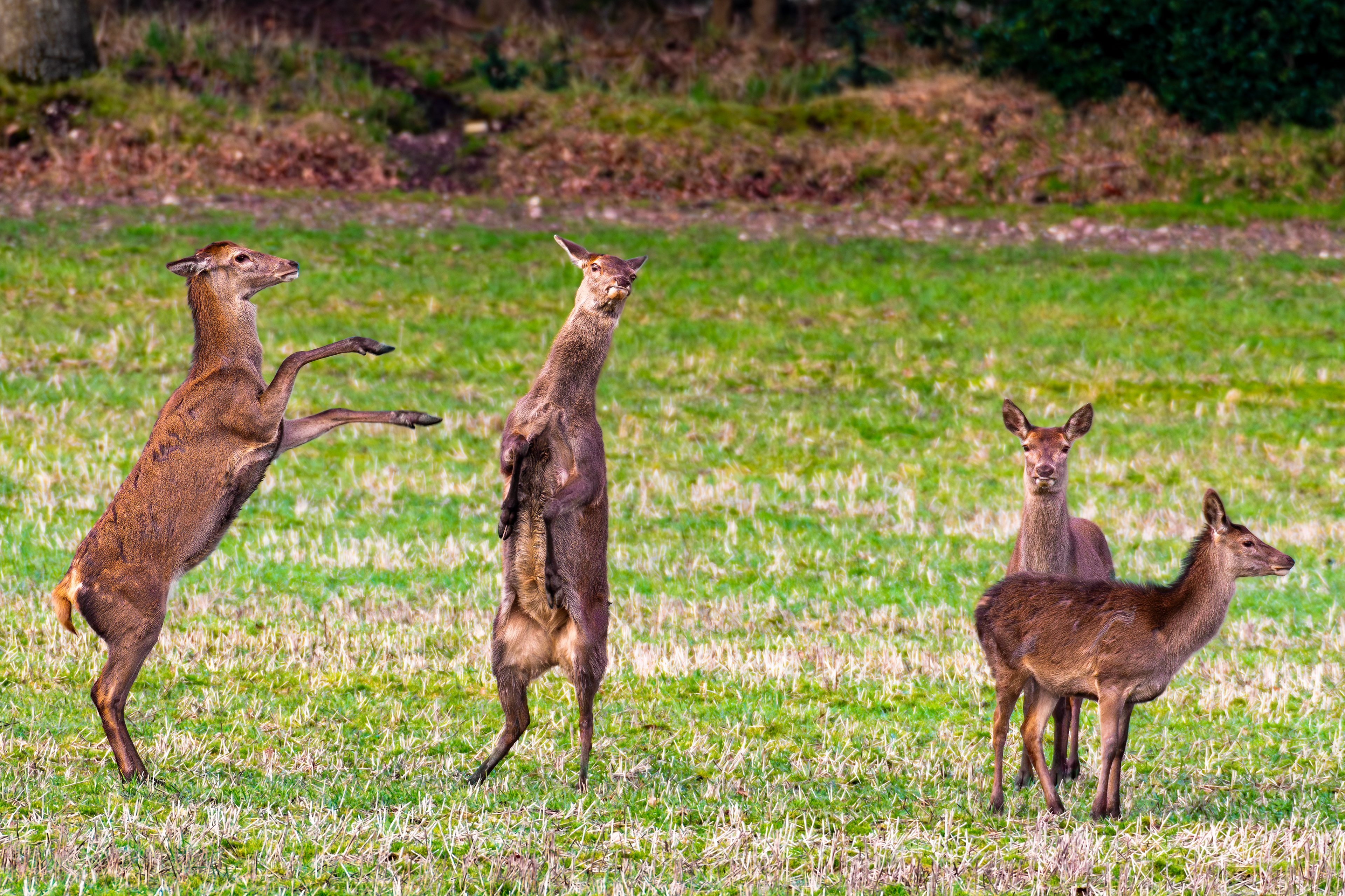 Roe Deer