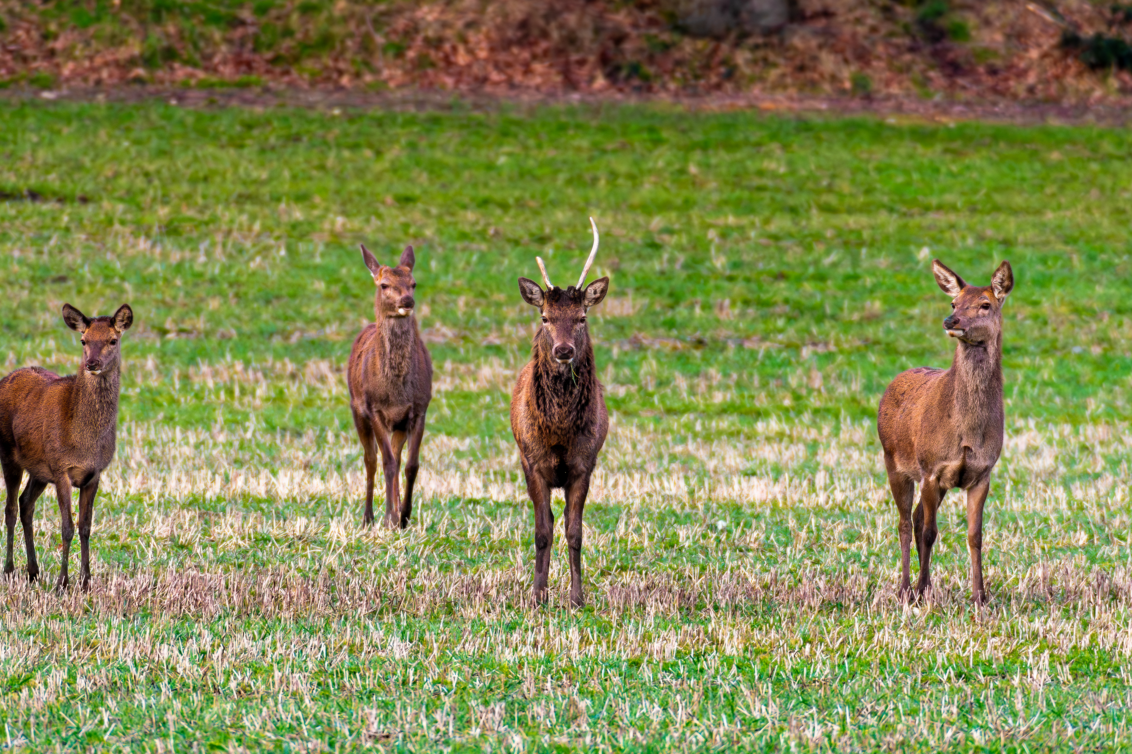 Red Deer