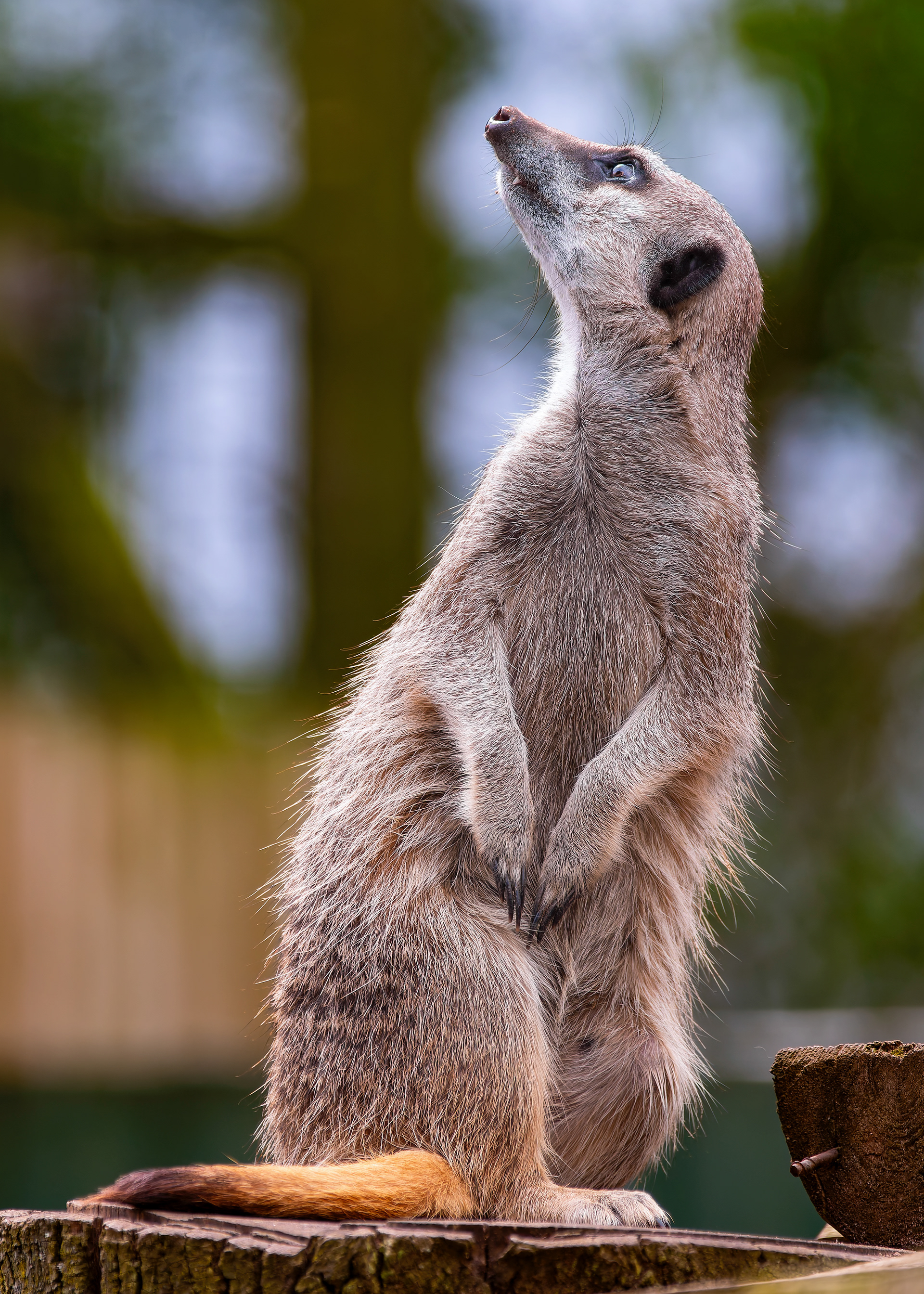 Meerkat