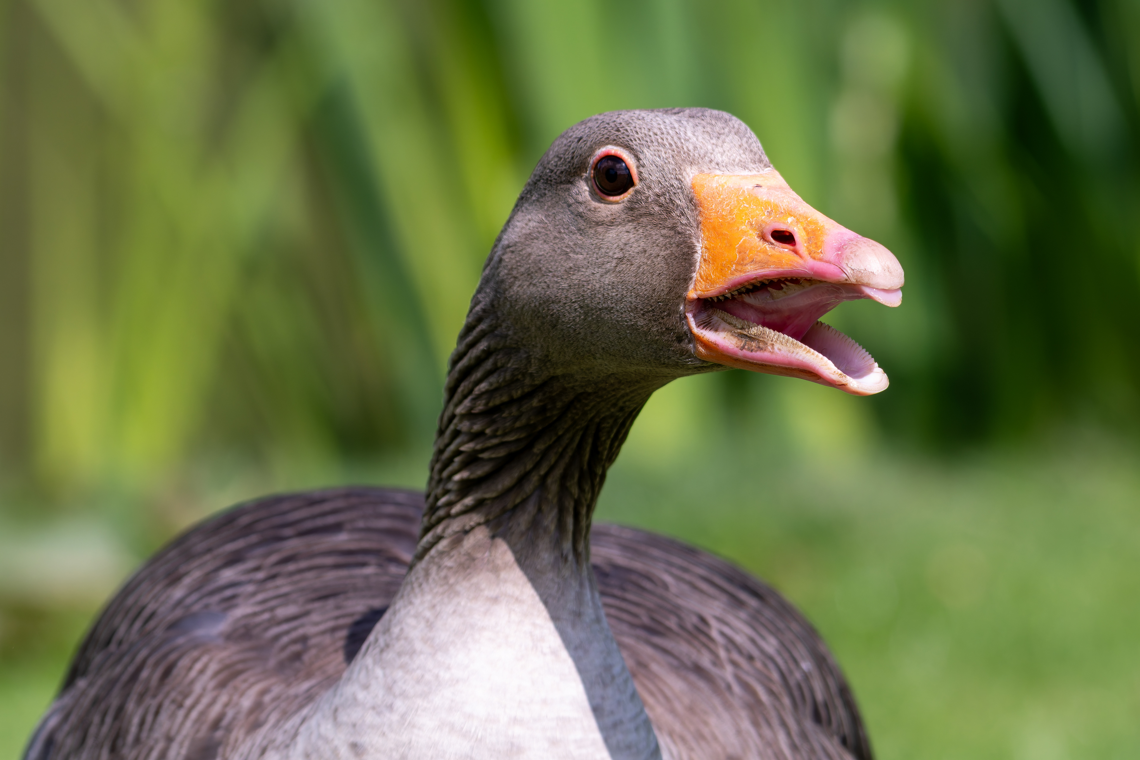 Greylag Goose