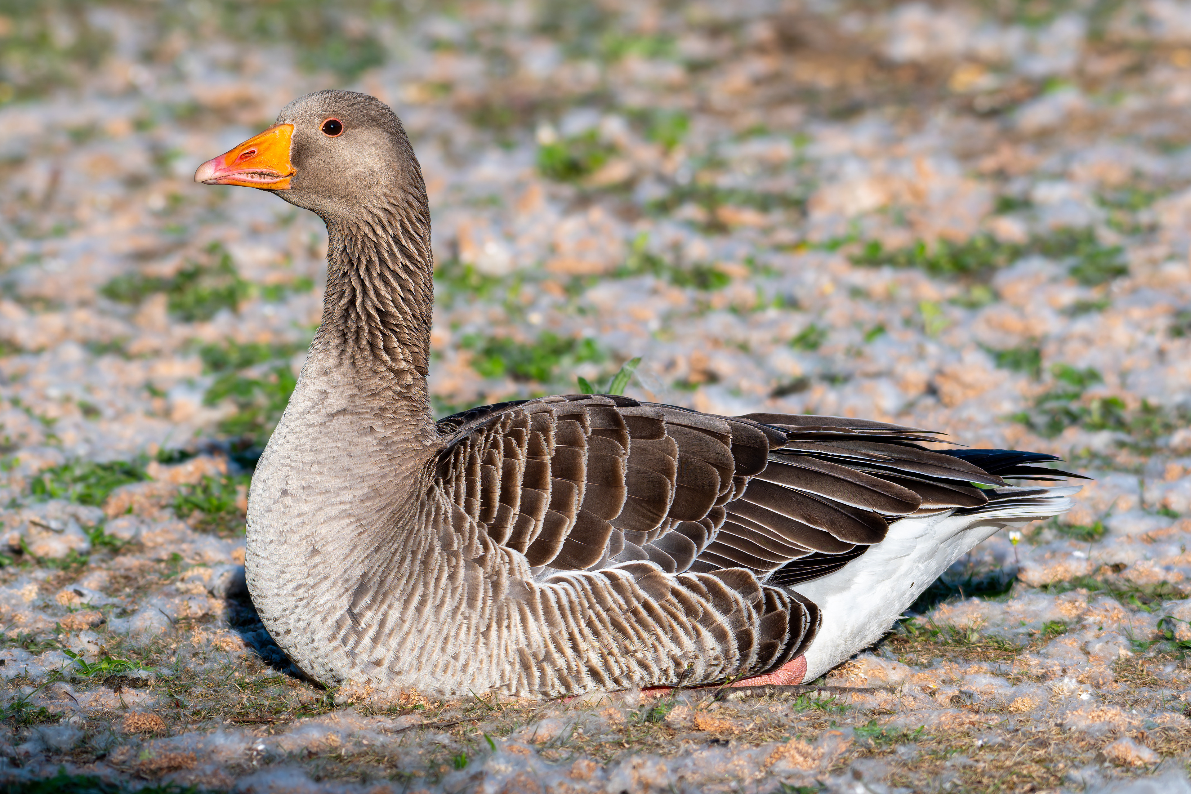 Greylag Goose