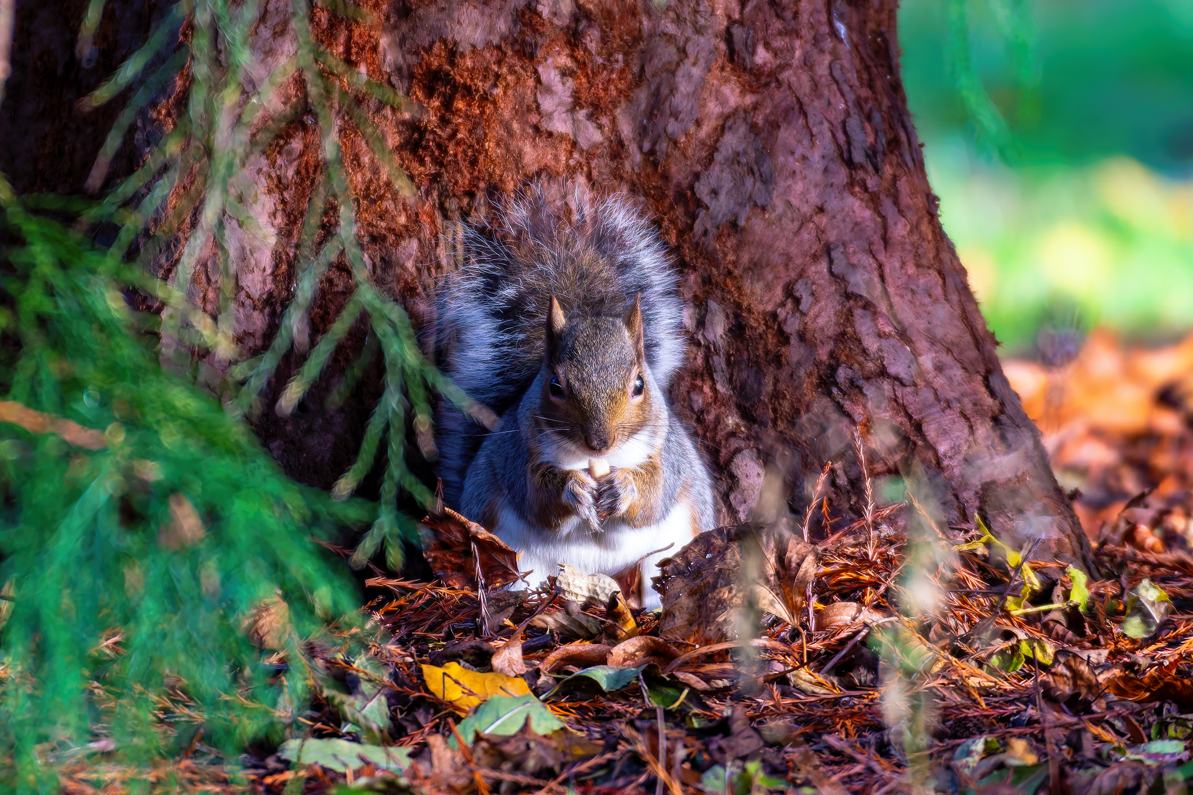Grey Squirrel