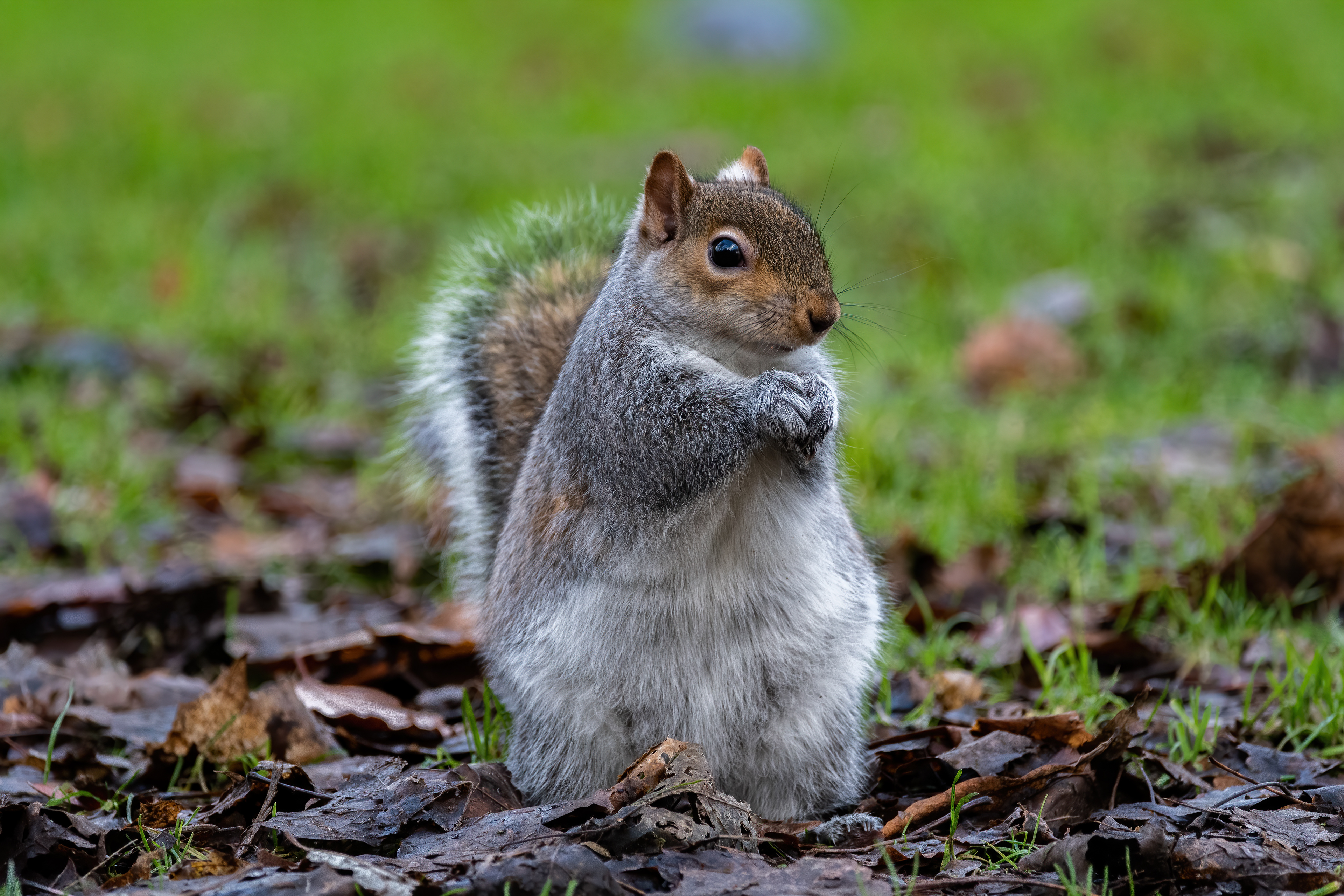 Grey Squirrel