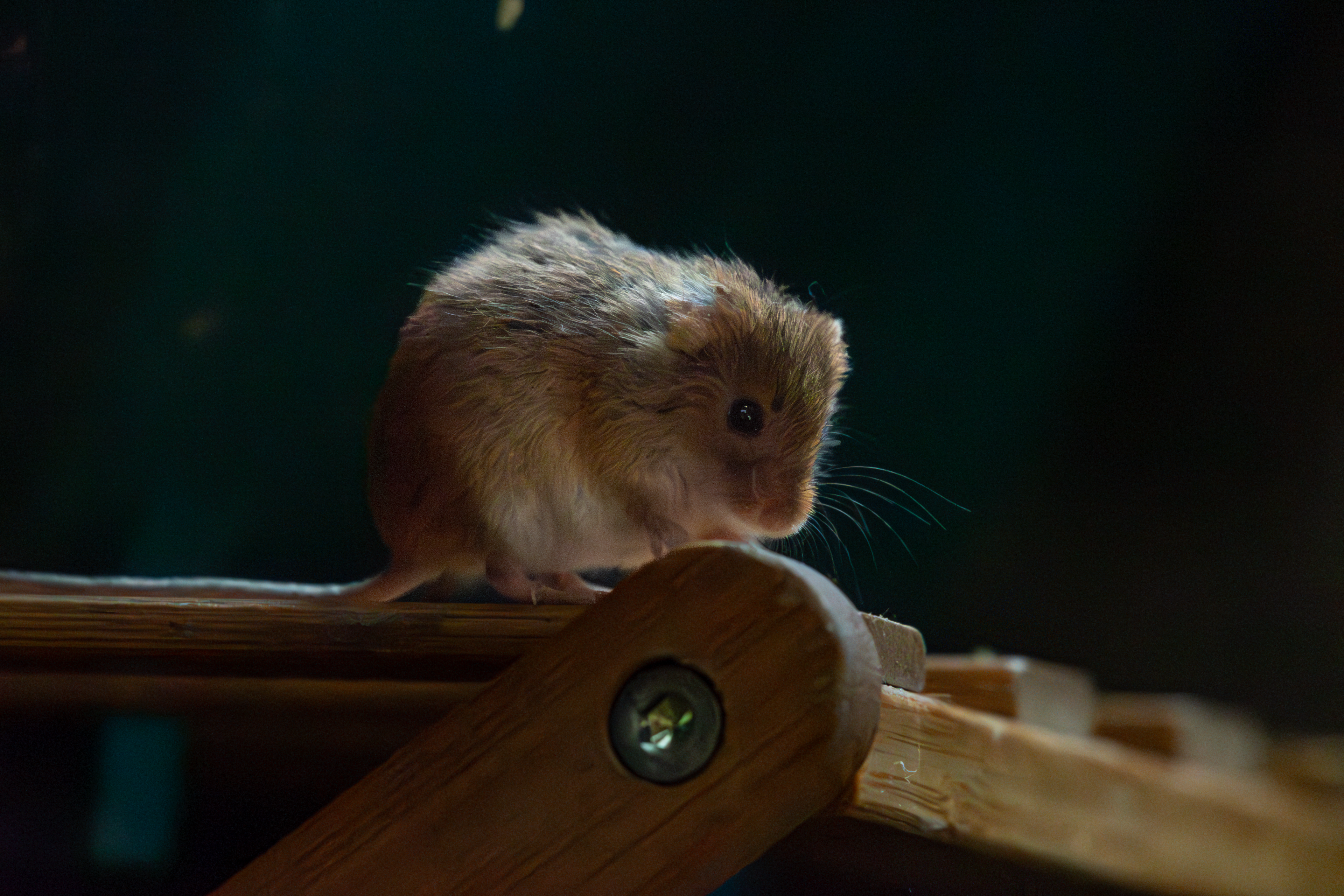 Harvest Mouse