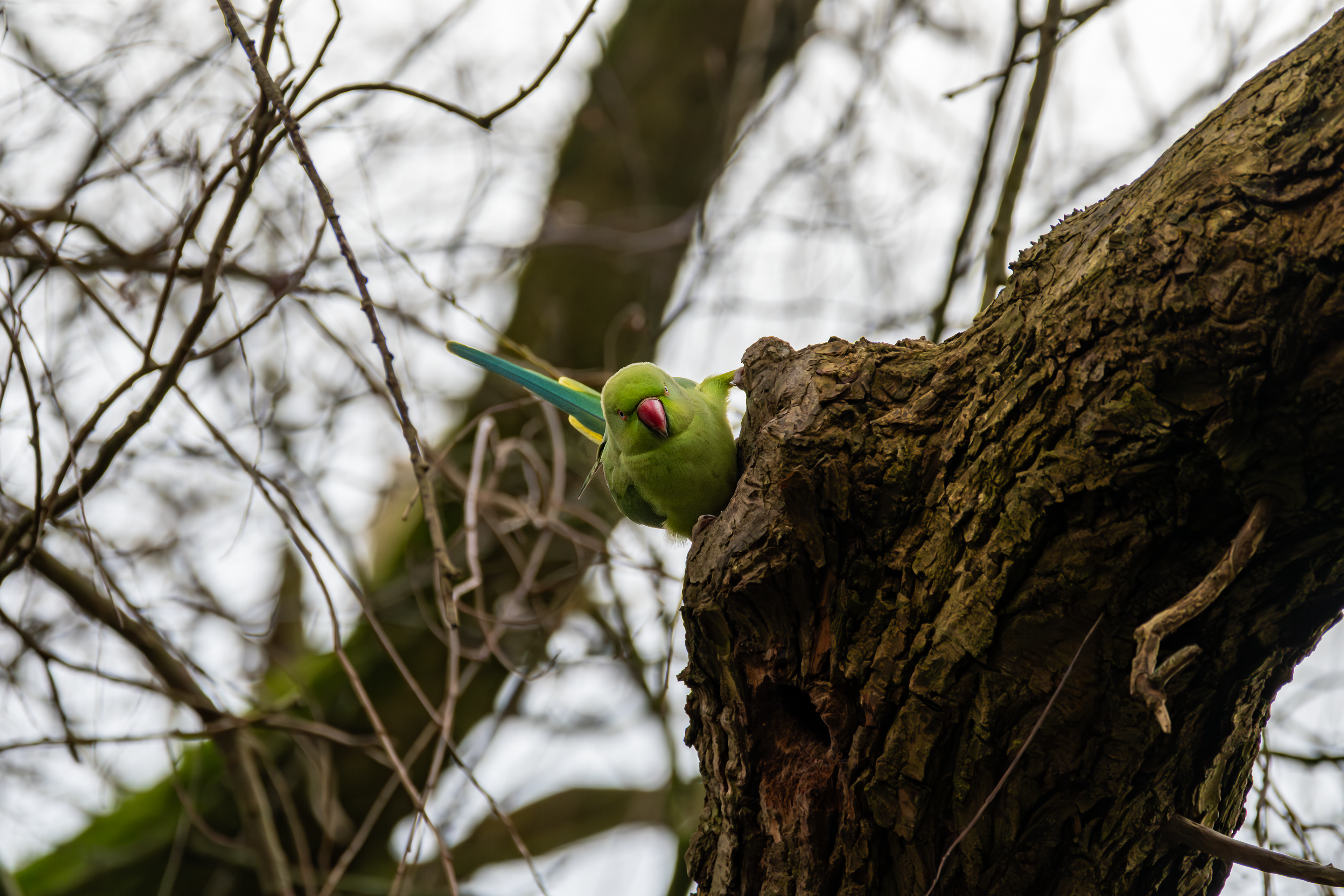 Ring-Necked Parakeet