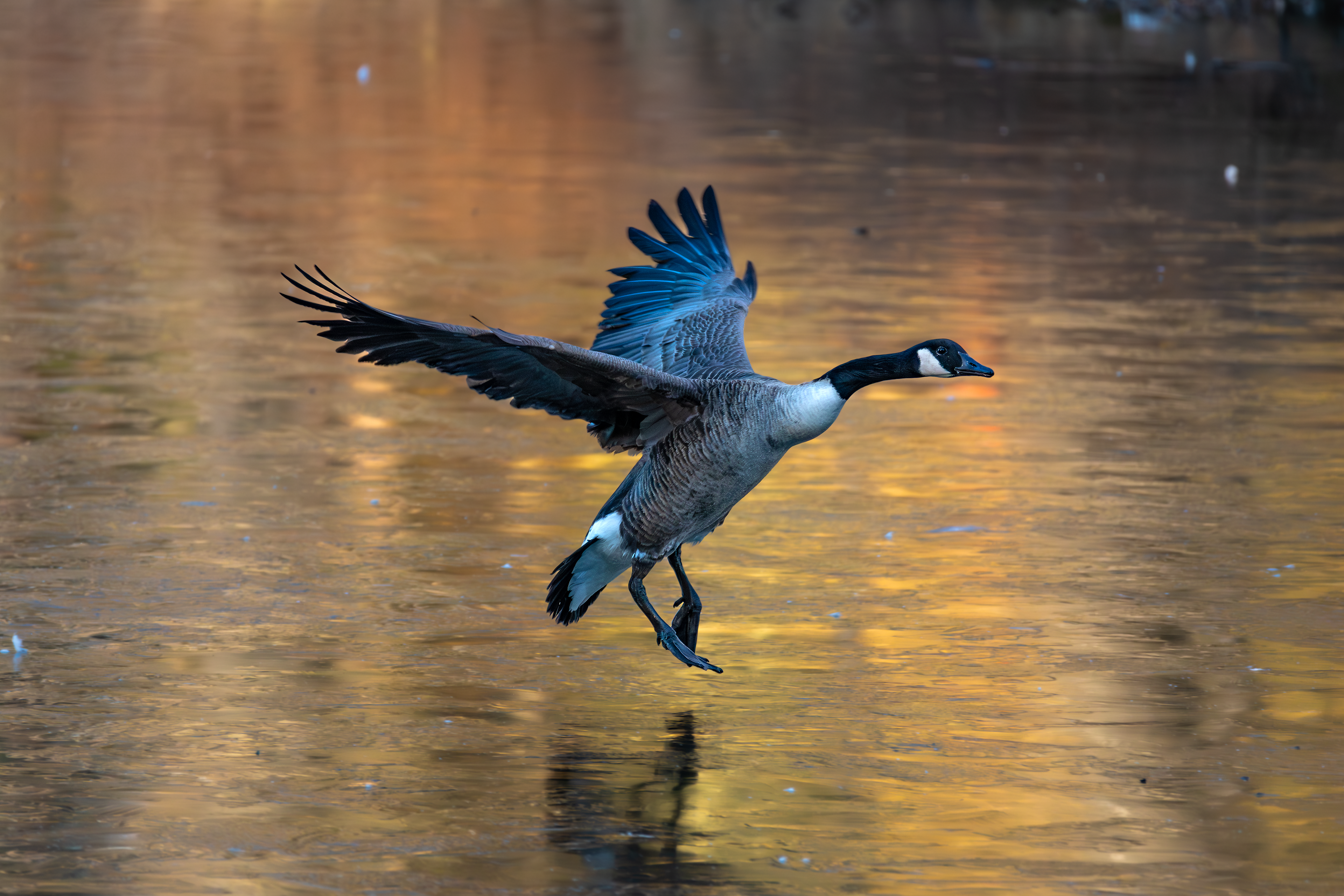 Canada Goose