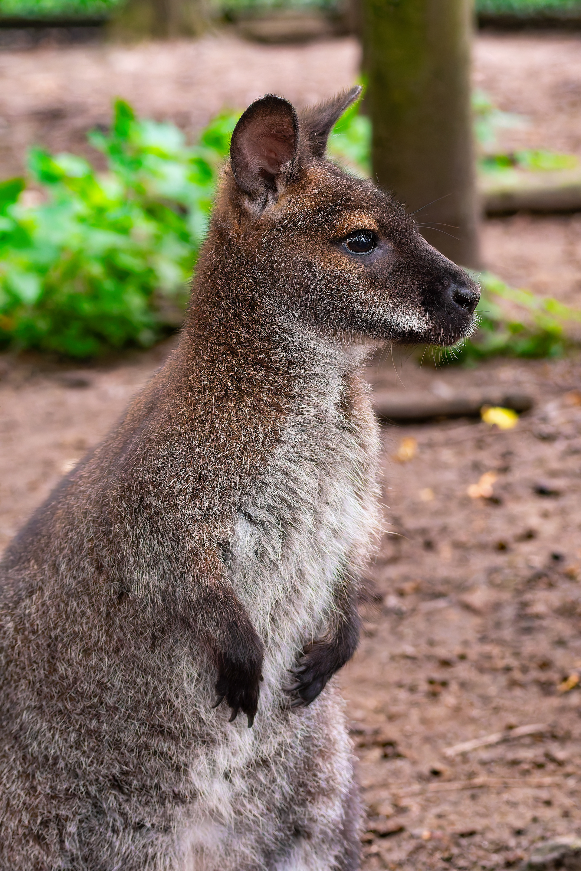 Wallaby