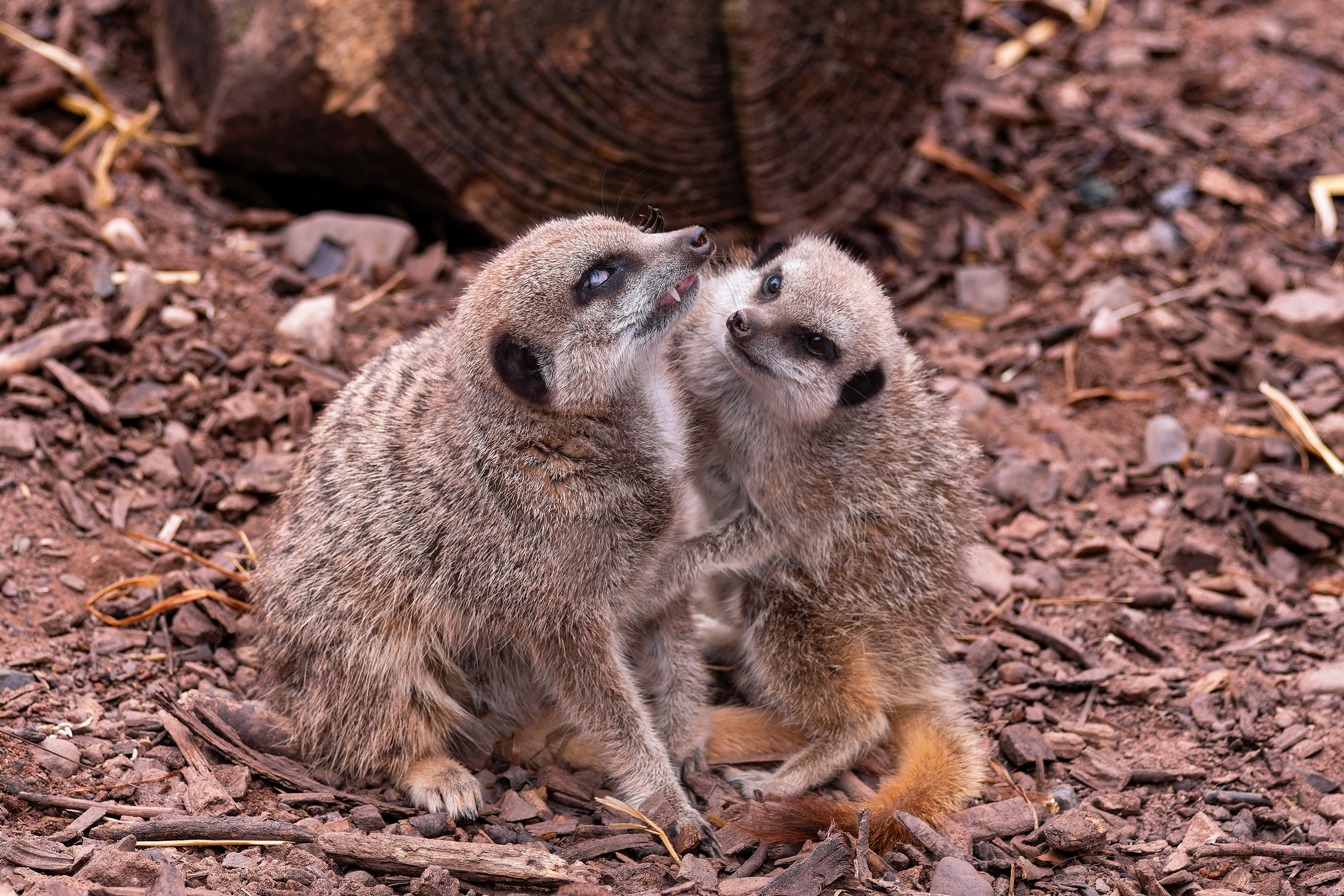 Meerkats