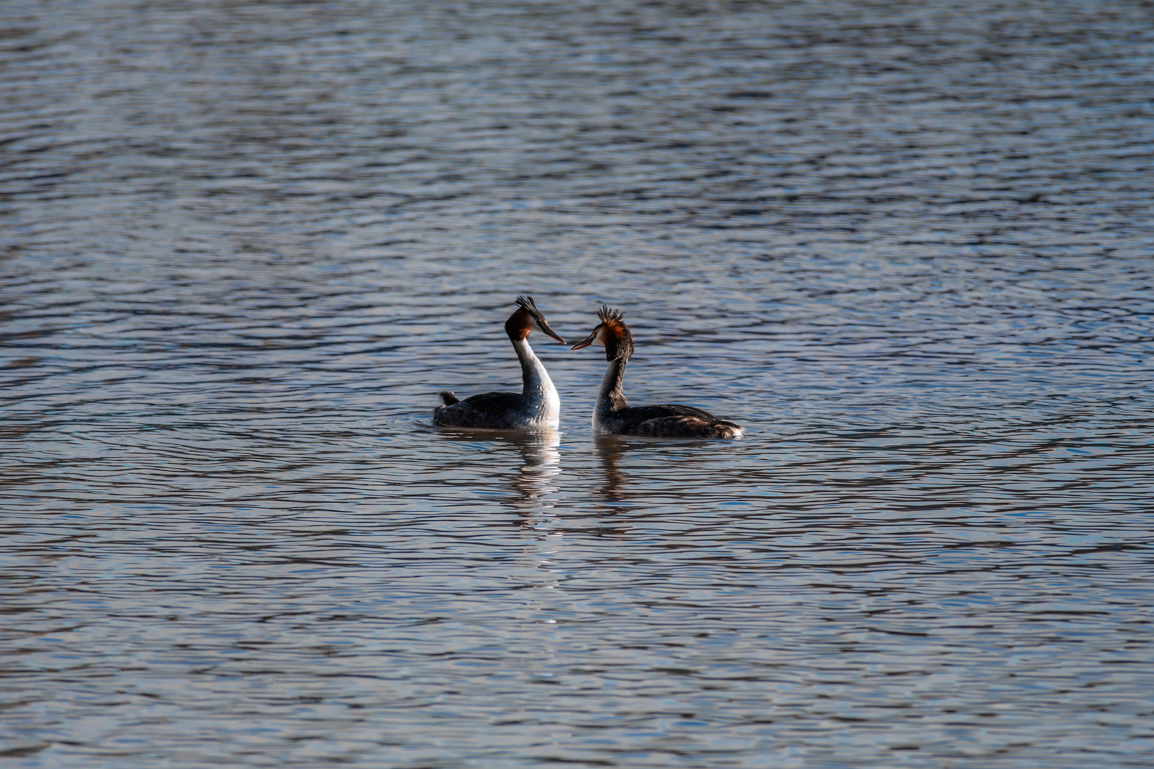 Great Crested Grebes
