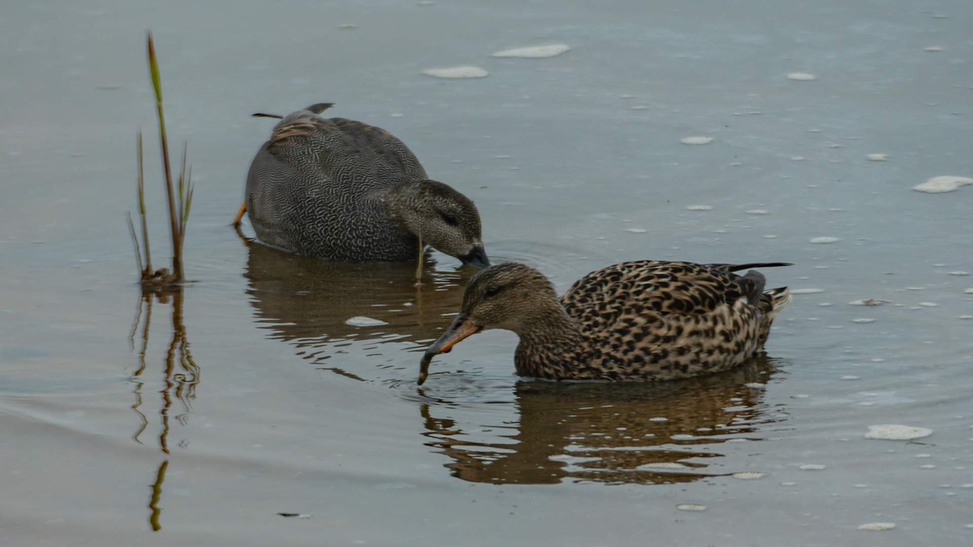 Gadwall