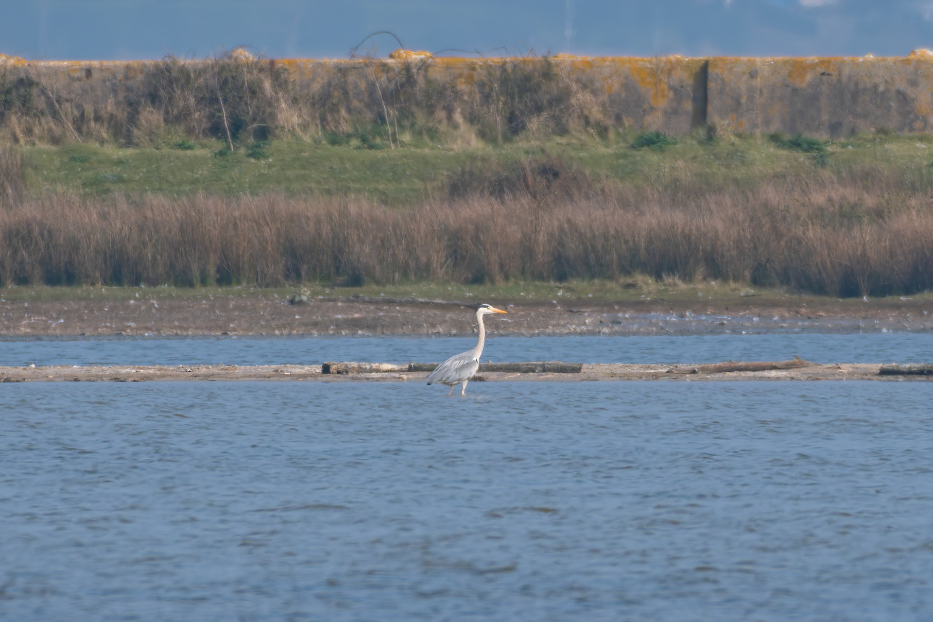 Gray Heron