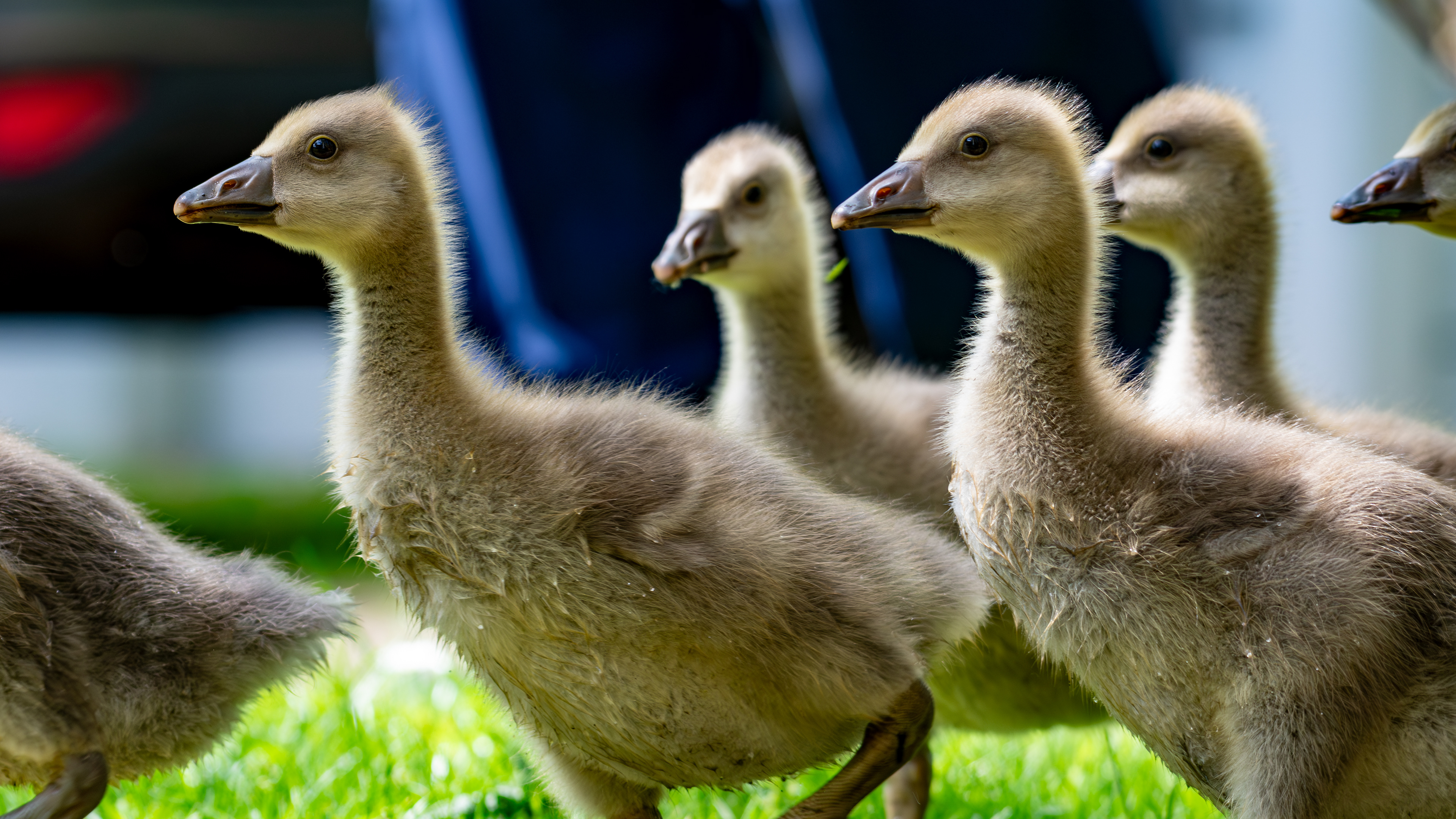 Greylag Goslings