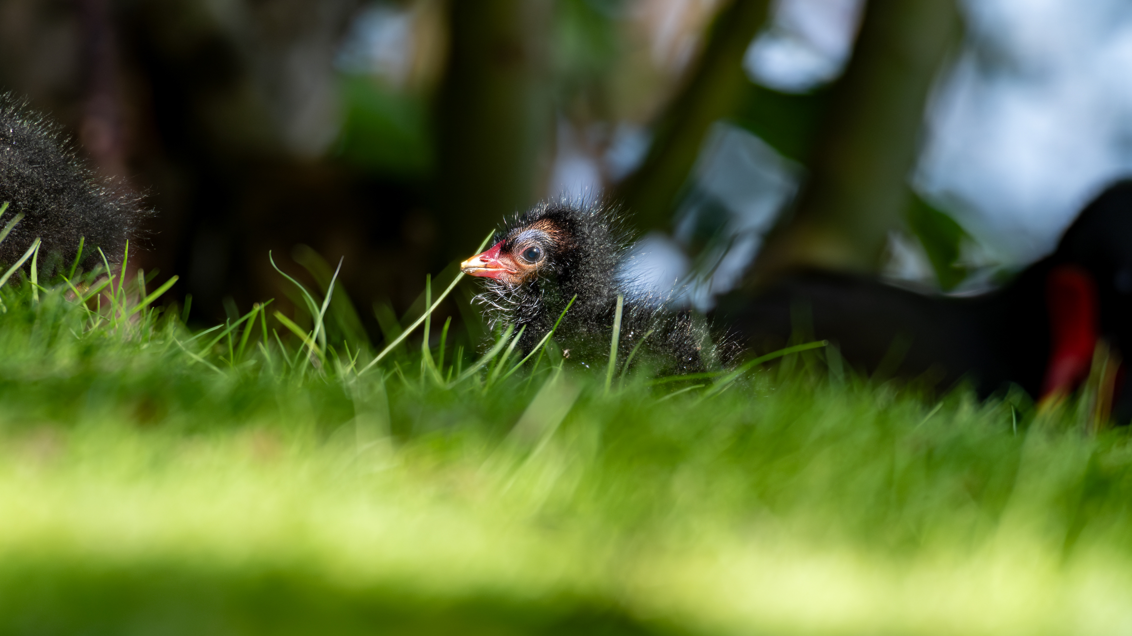 Moorhen Chick